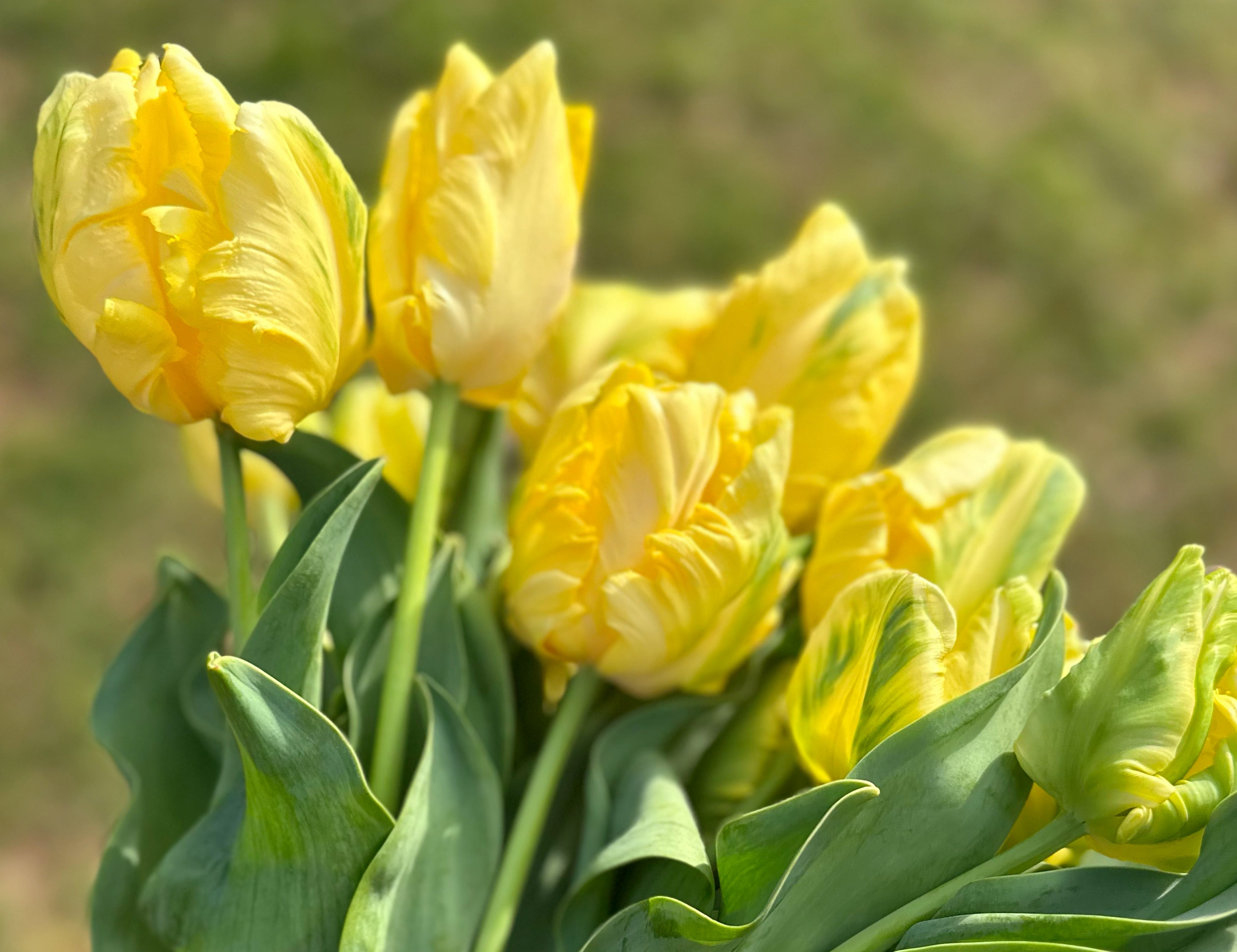 Yellow Madonna Tulip