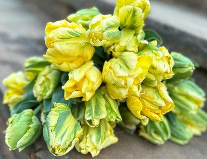 Yellow Madonna Tulip