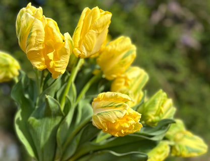 Yellow Madonna Tulip