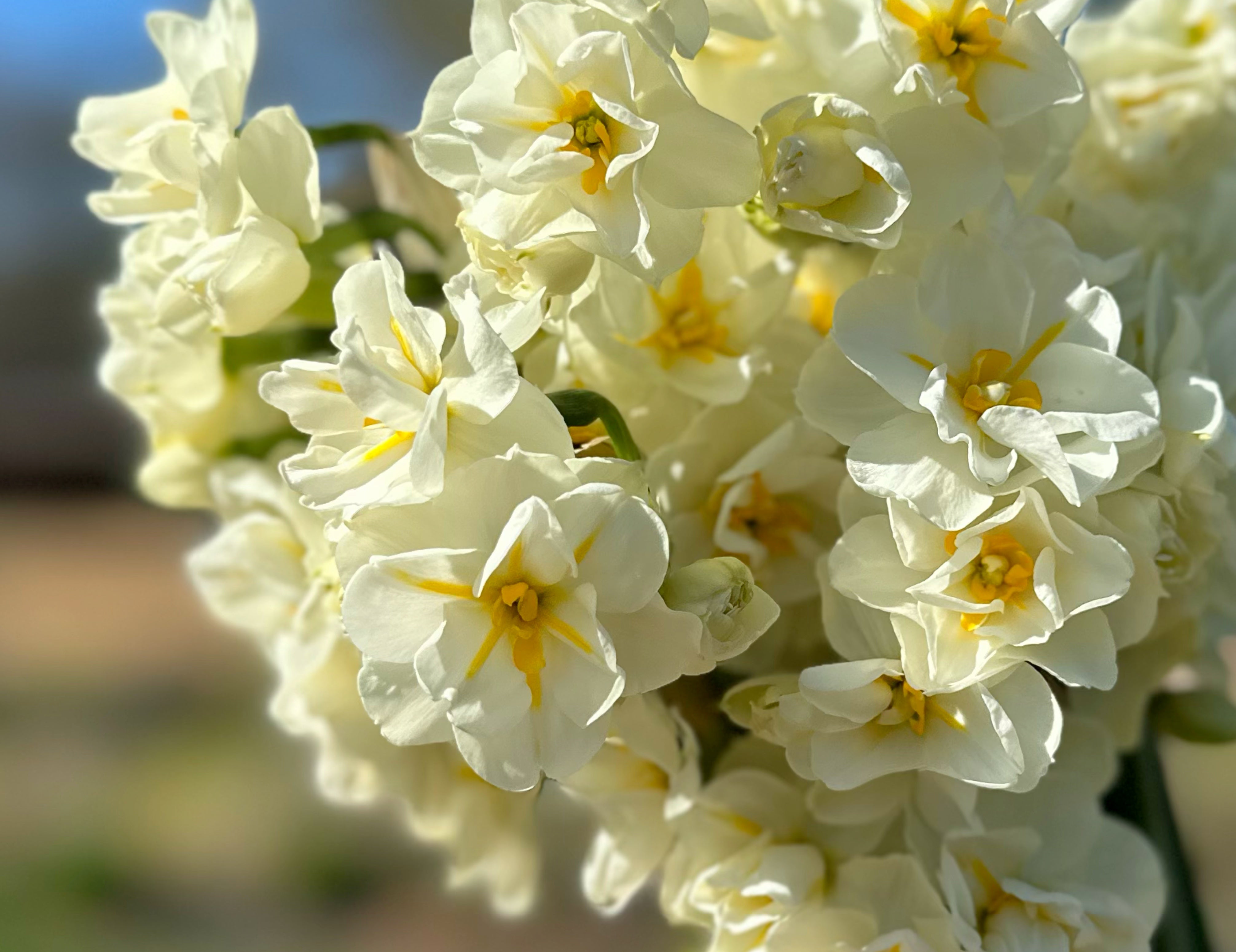 Bridal Crown Narcissus