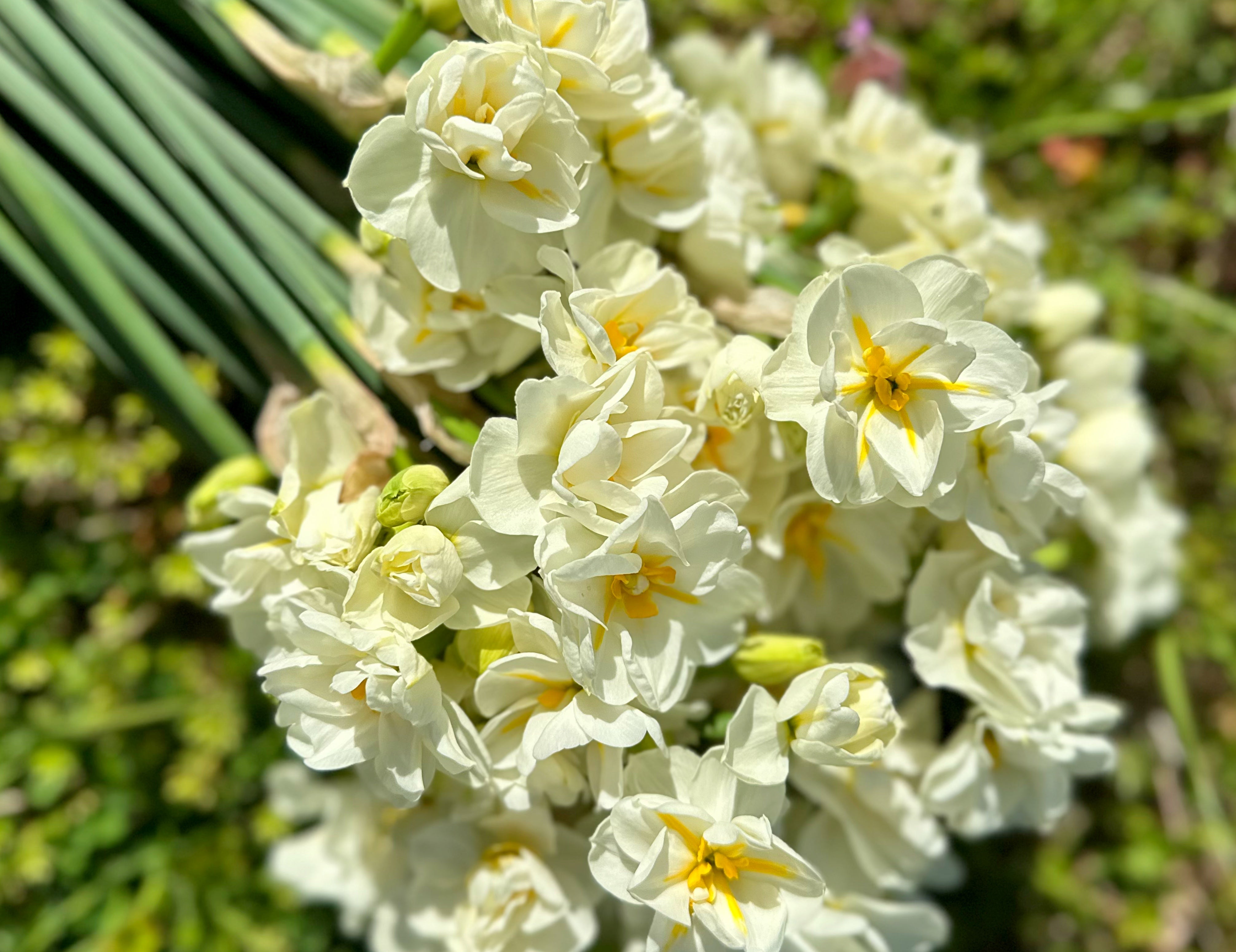 Bridal Crown Narcissus