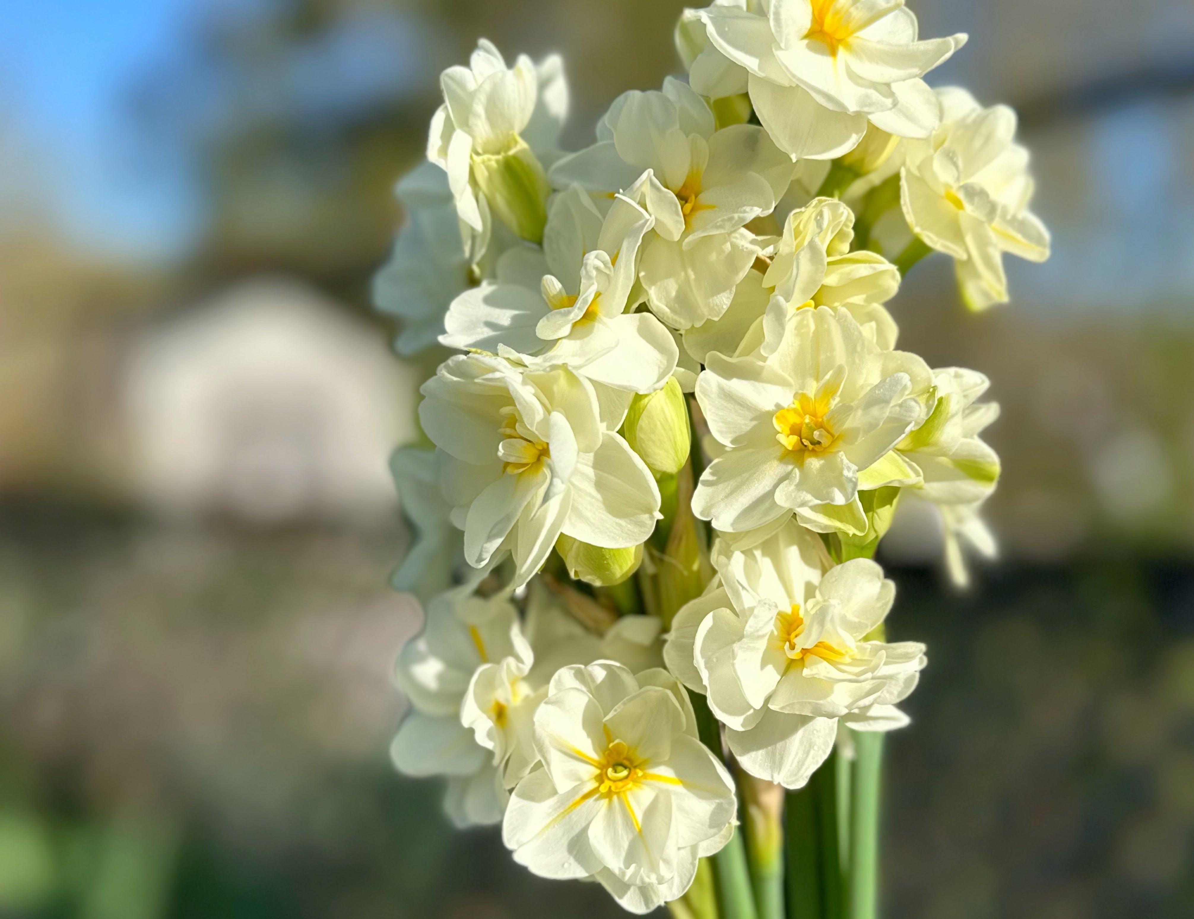 Sir Winston Churchill Narcissus
