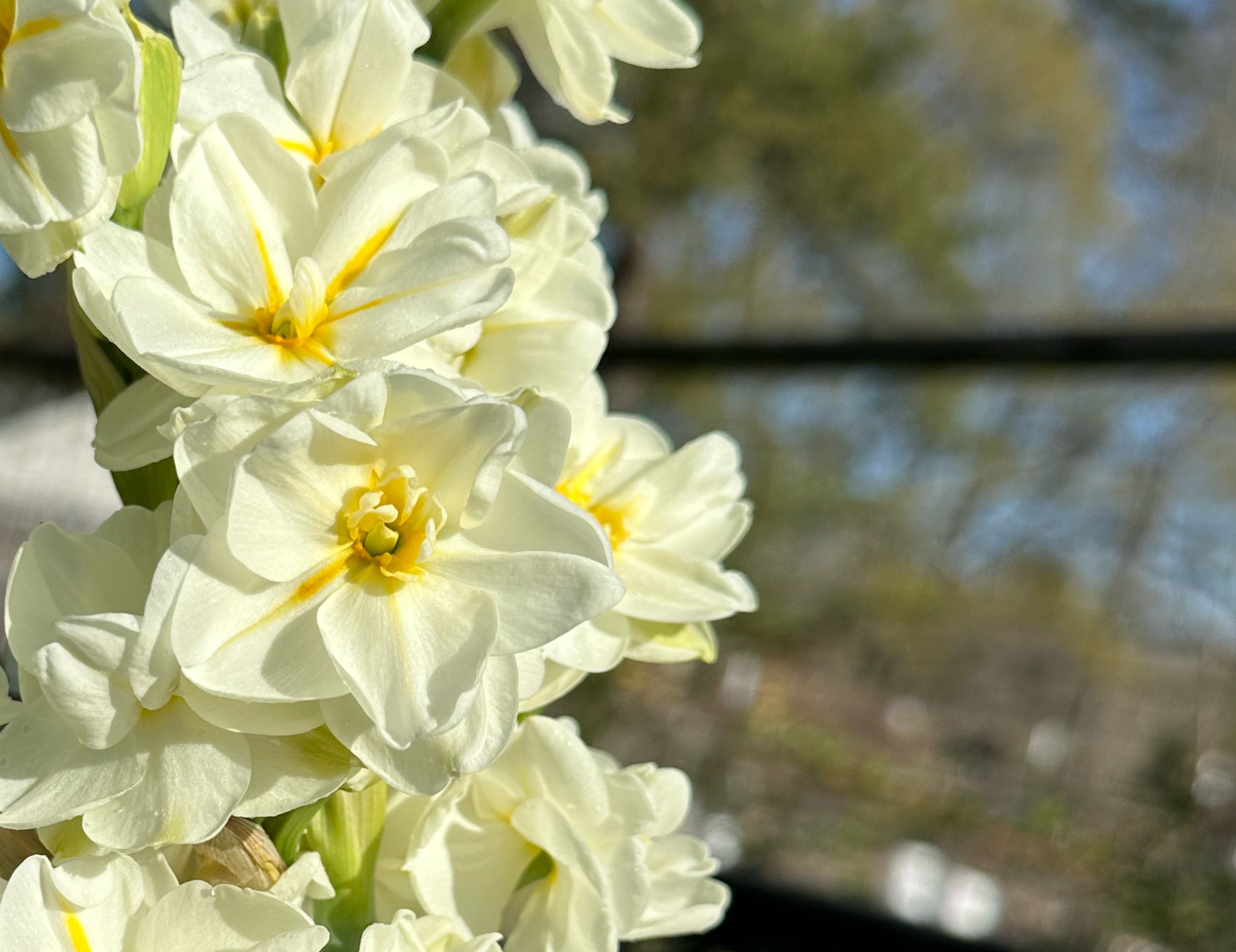 Sir Winston Churchill Narcissus