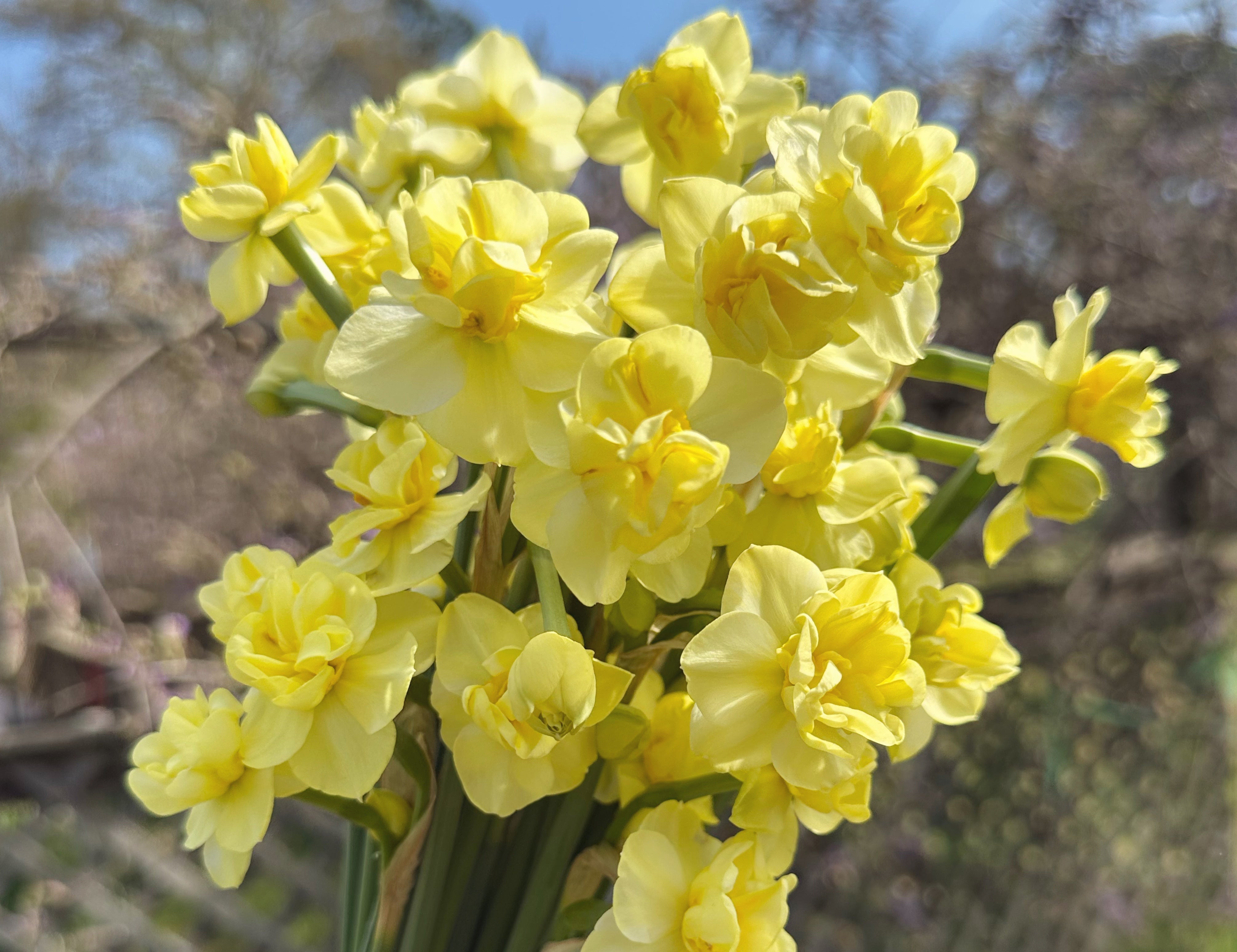 Yellow Cheerfulness Narcissus