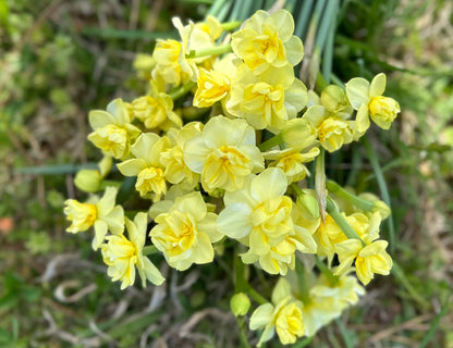 Yellow Cheerfulness Narcissus