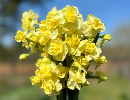 Yellow Cheerfulness Narcissus