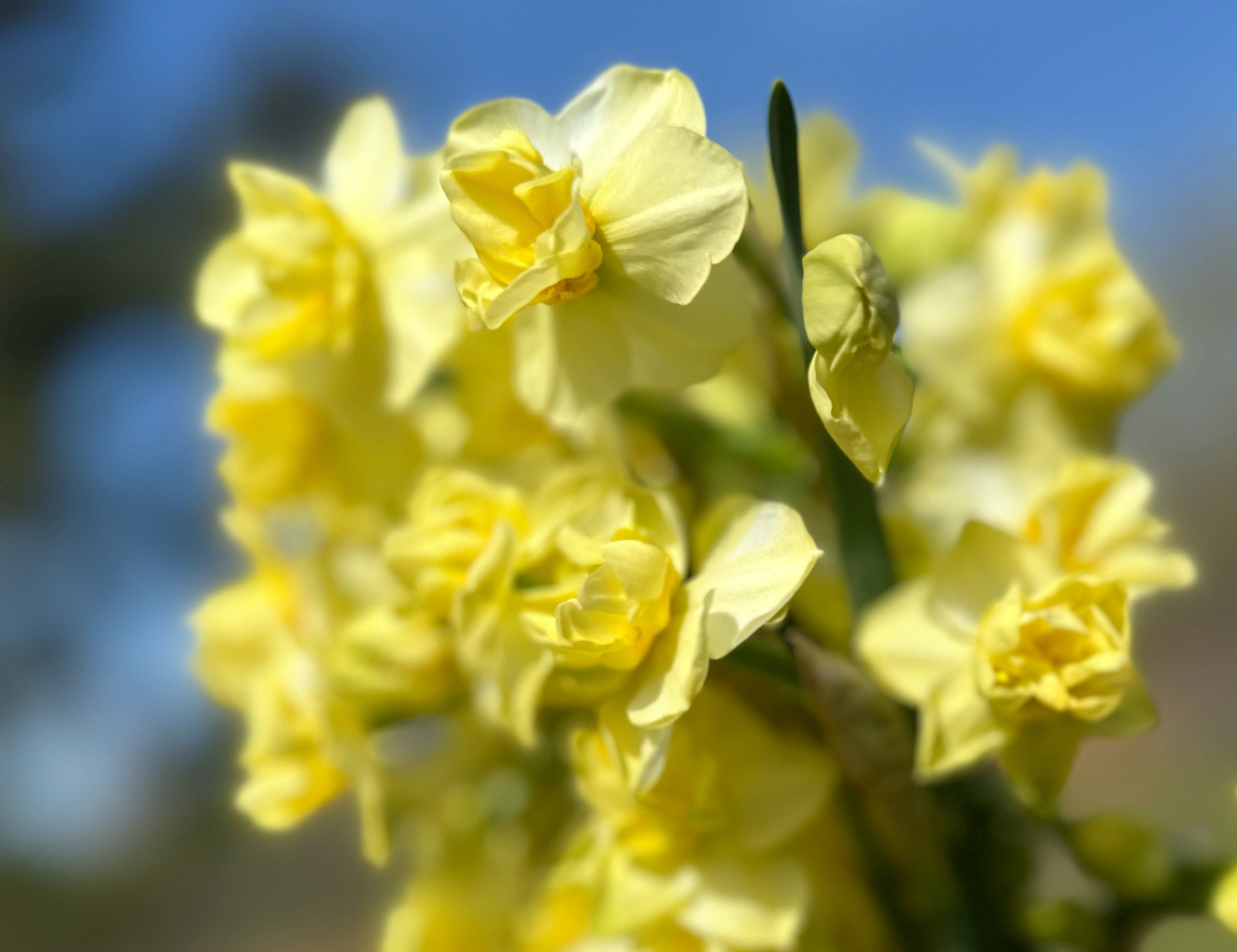 Yellow Cheerfulness Narcissus