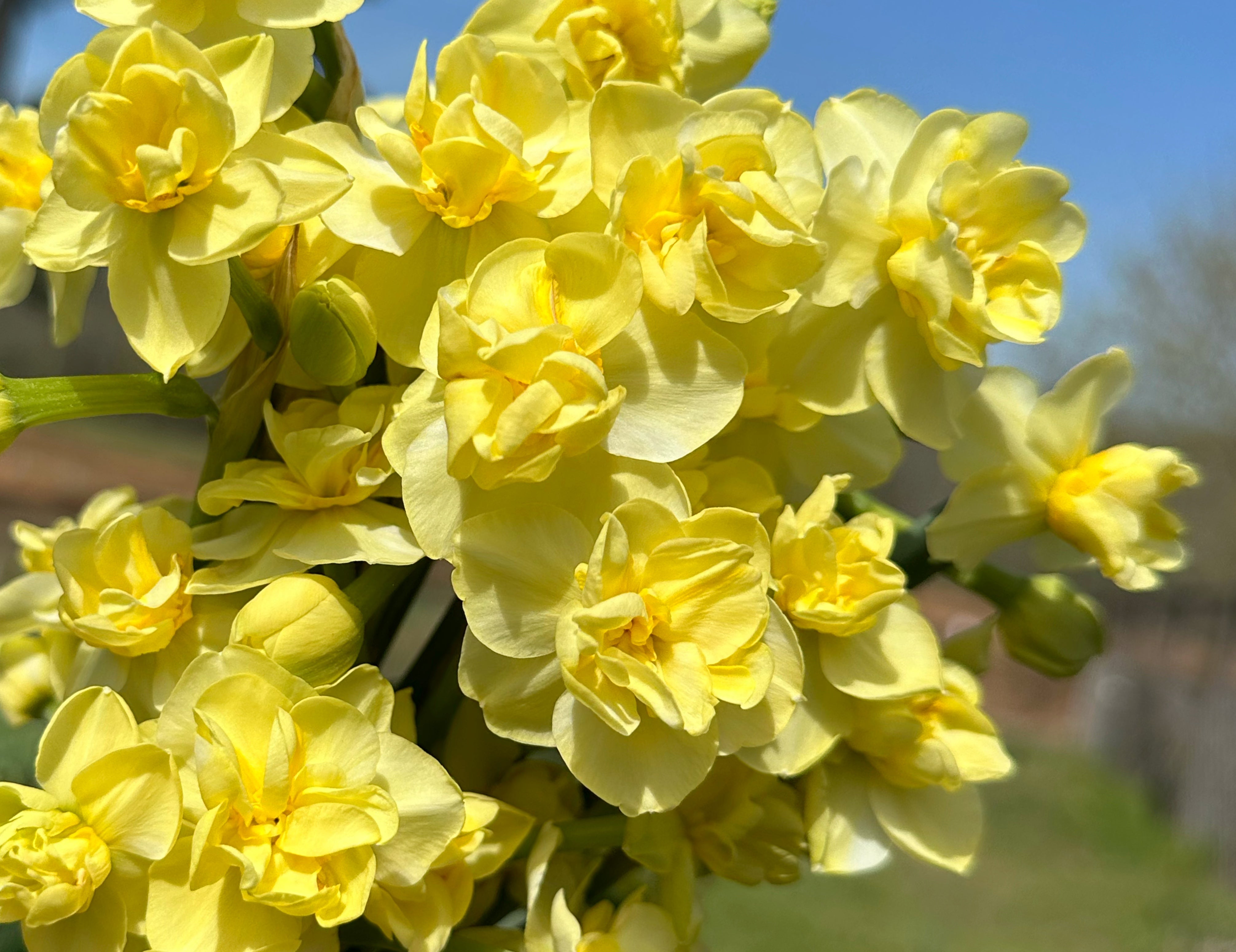 Yellow Cheerfulness Narcissus
