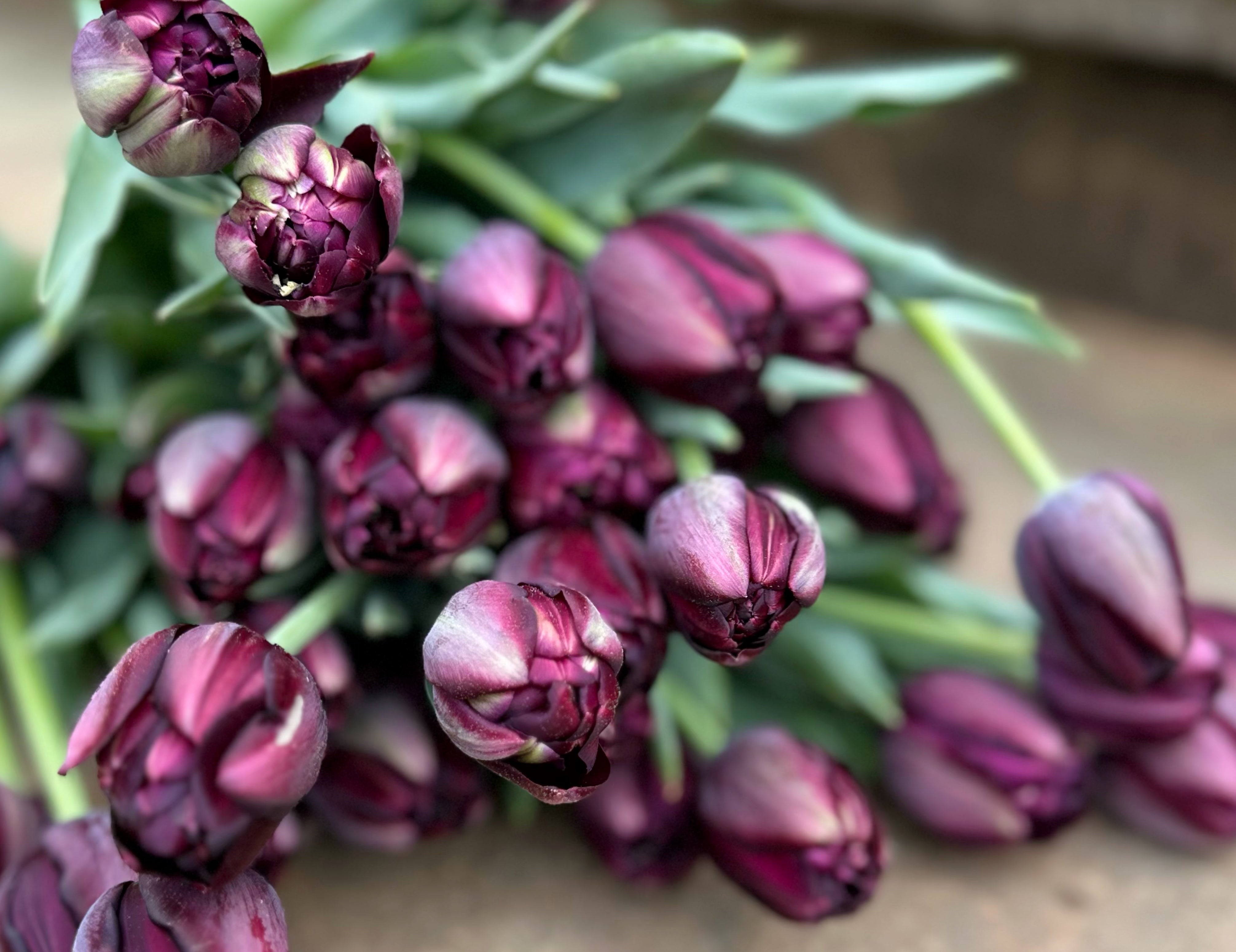 Black Hero Tulip