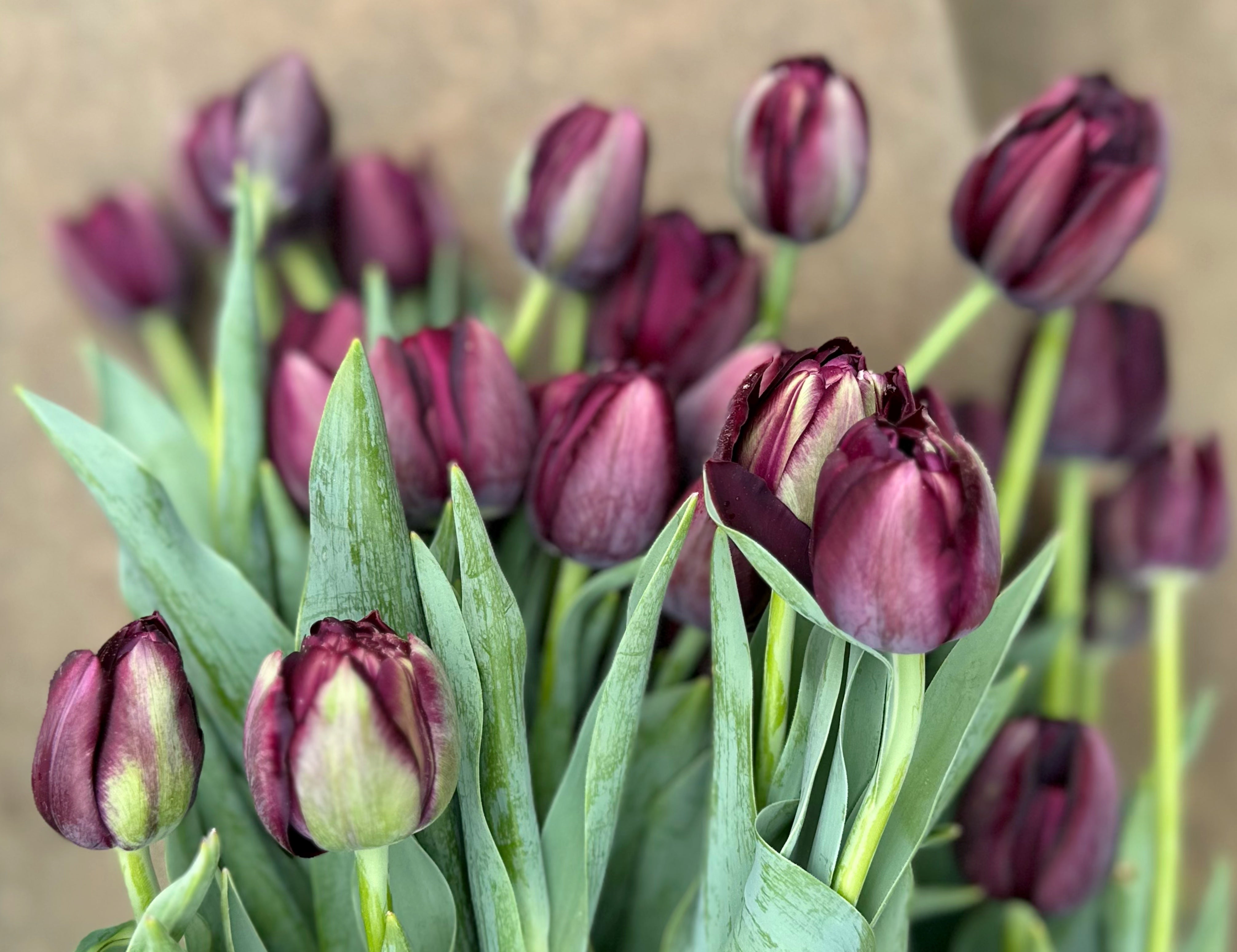 Black Hero Tulip