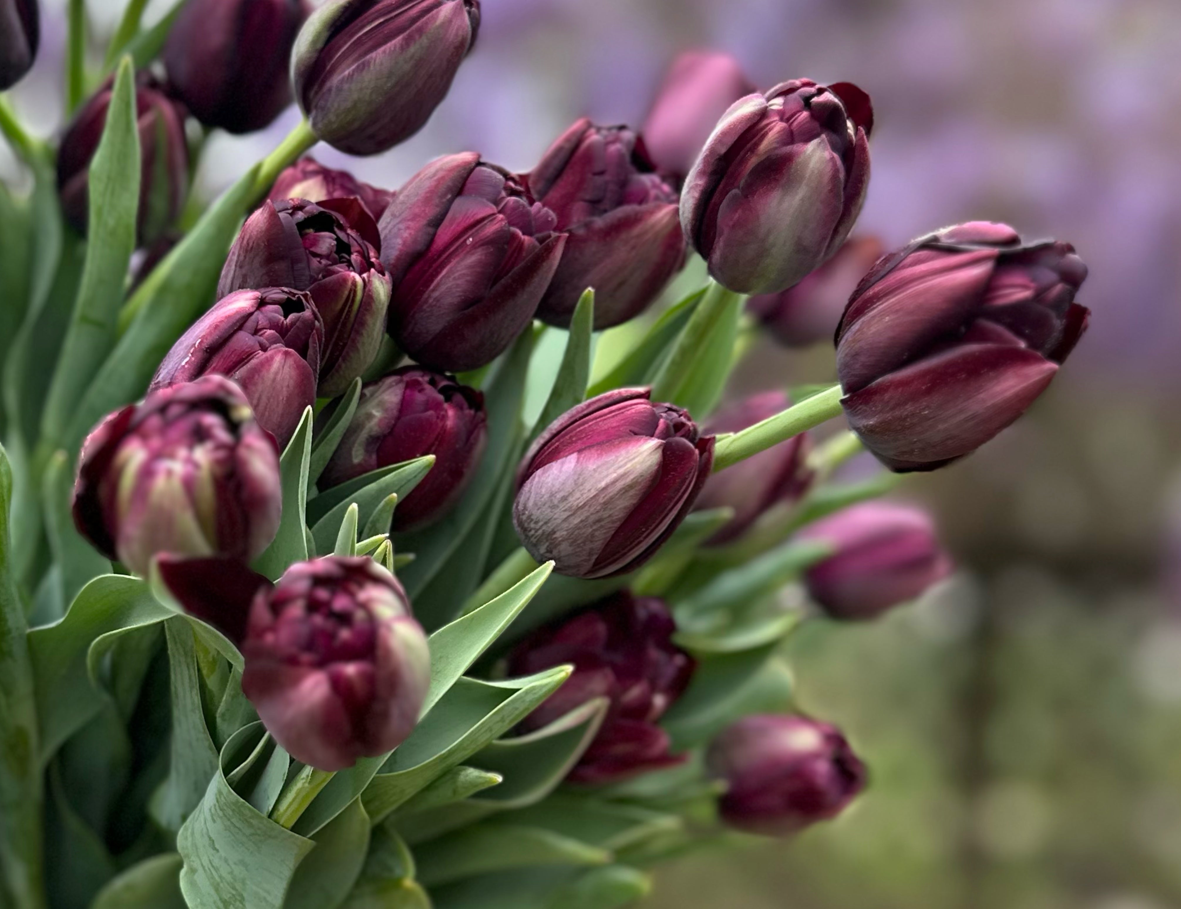 Black Hero Tulip