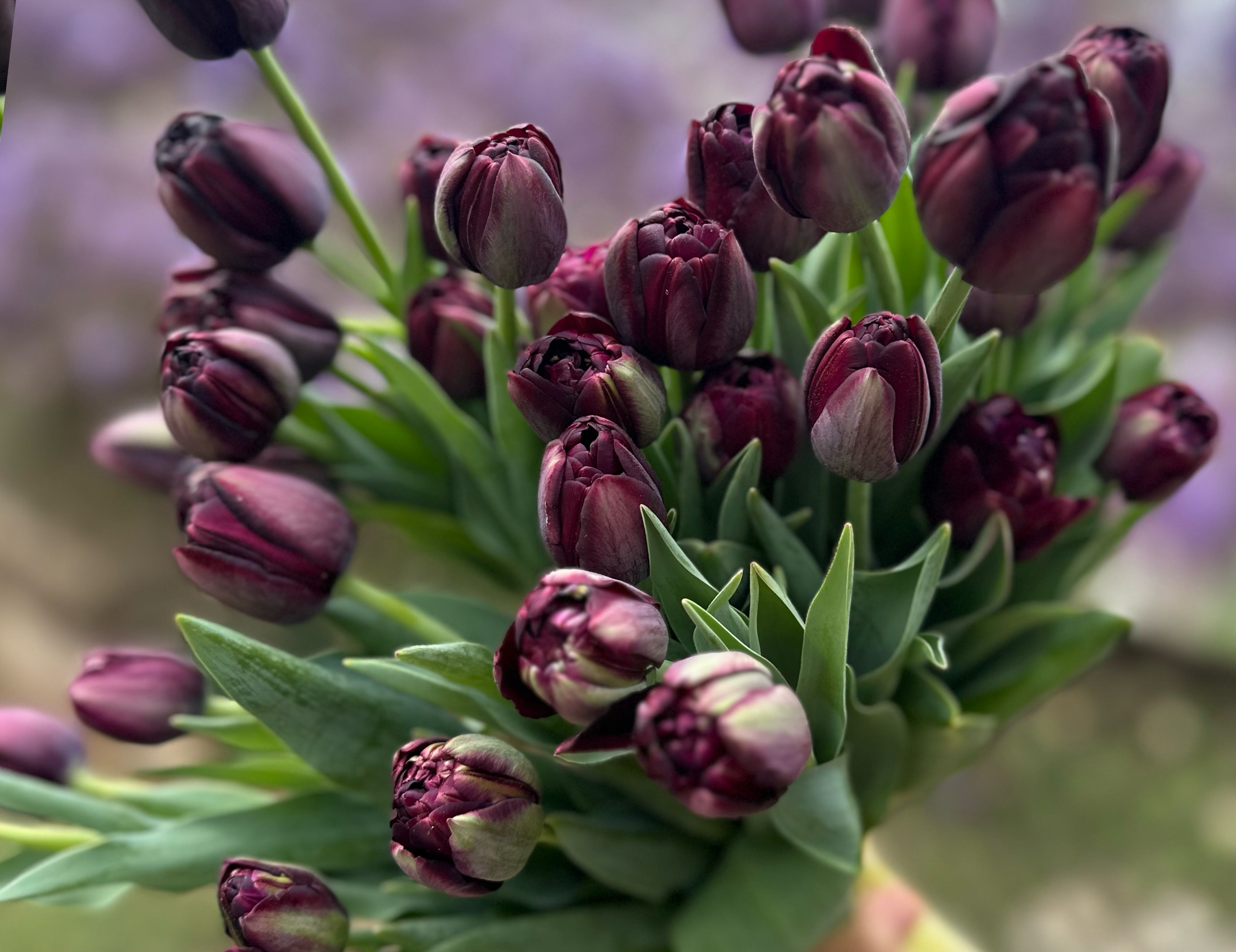 Black Hero Tulip
