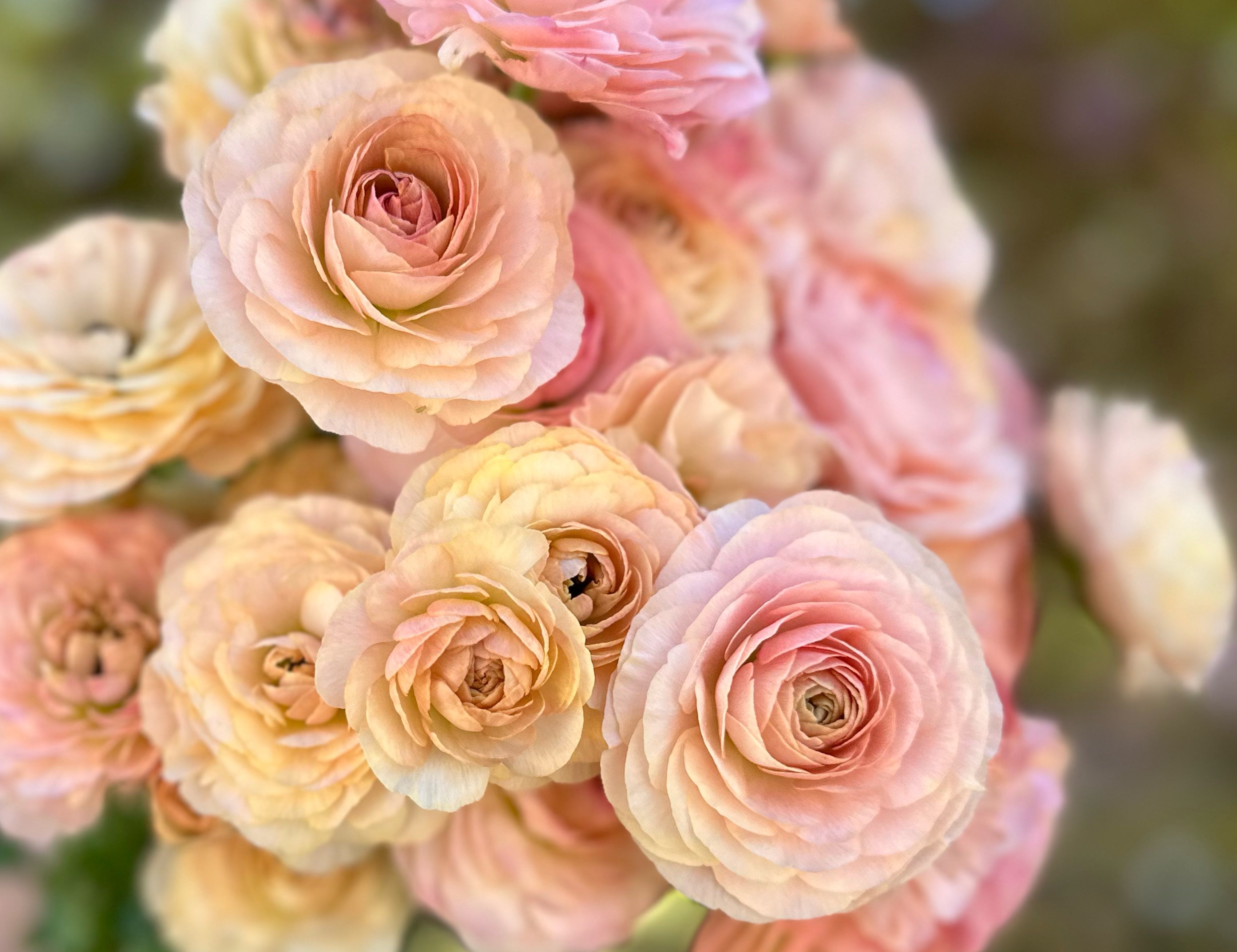 Romance Plage Ranunculus