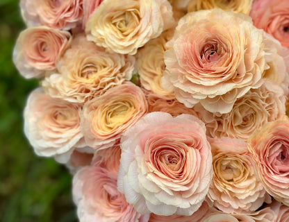 Romance Plage Ranunculus