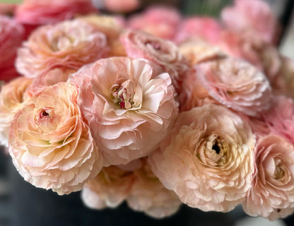 Romance Plage Ranunculus