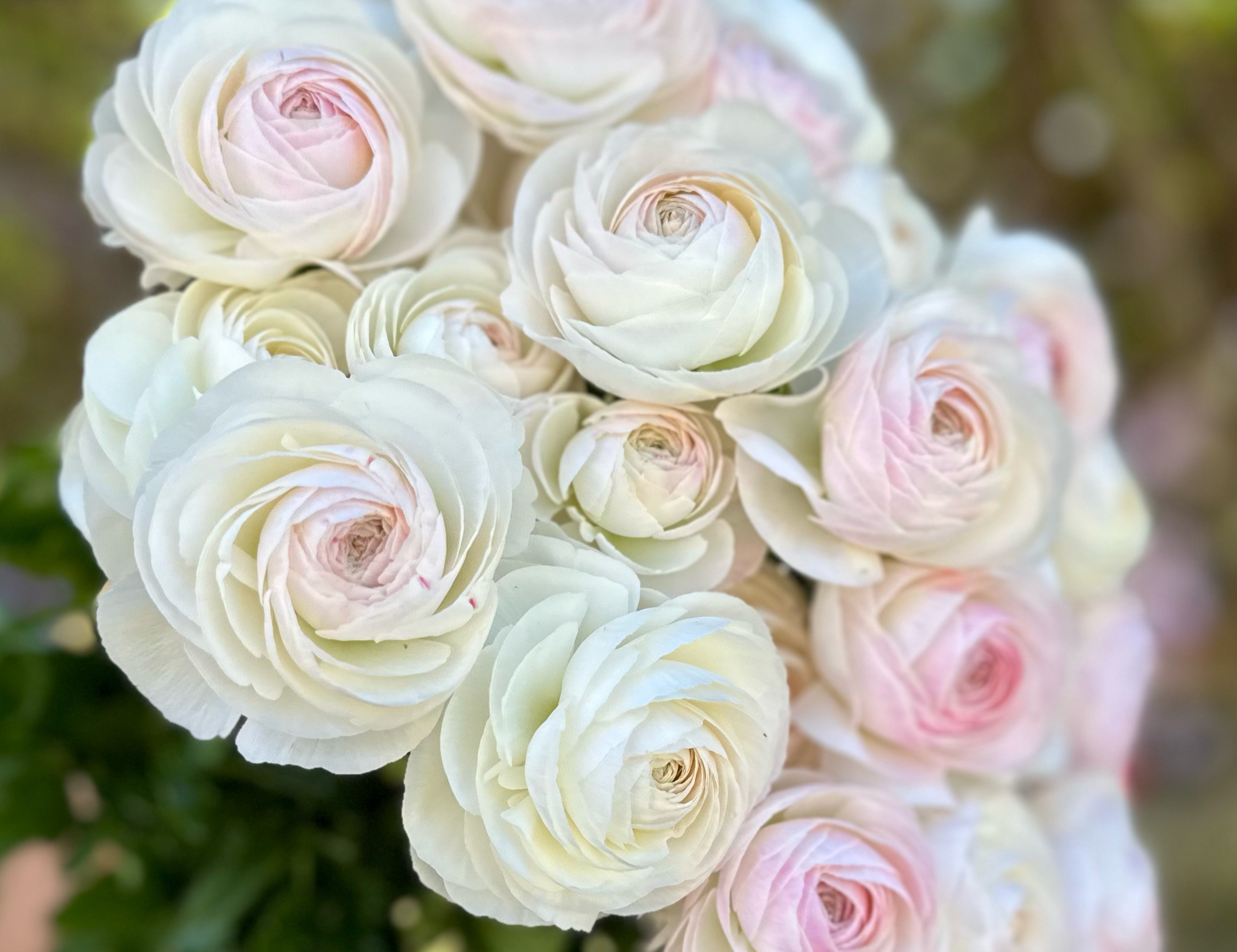 Romance Courchevel Ranunculus