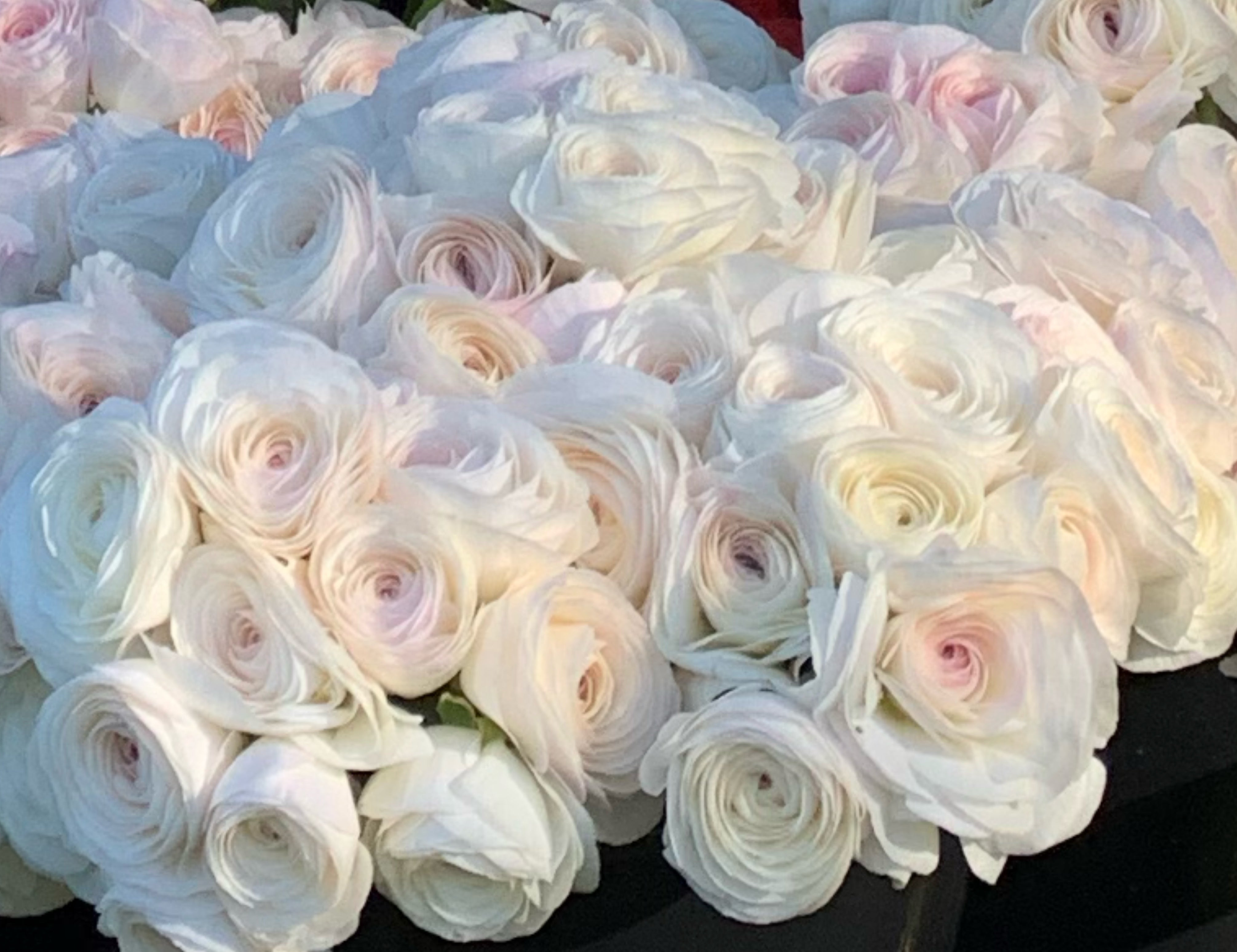 Romance Courchevel Ranunculus