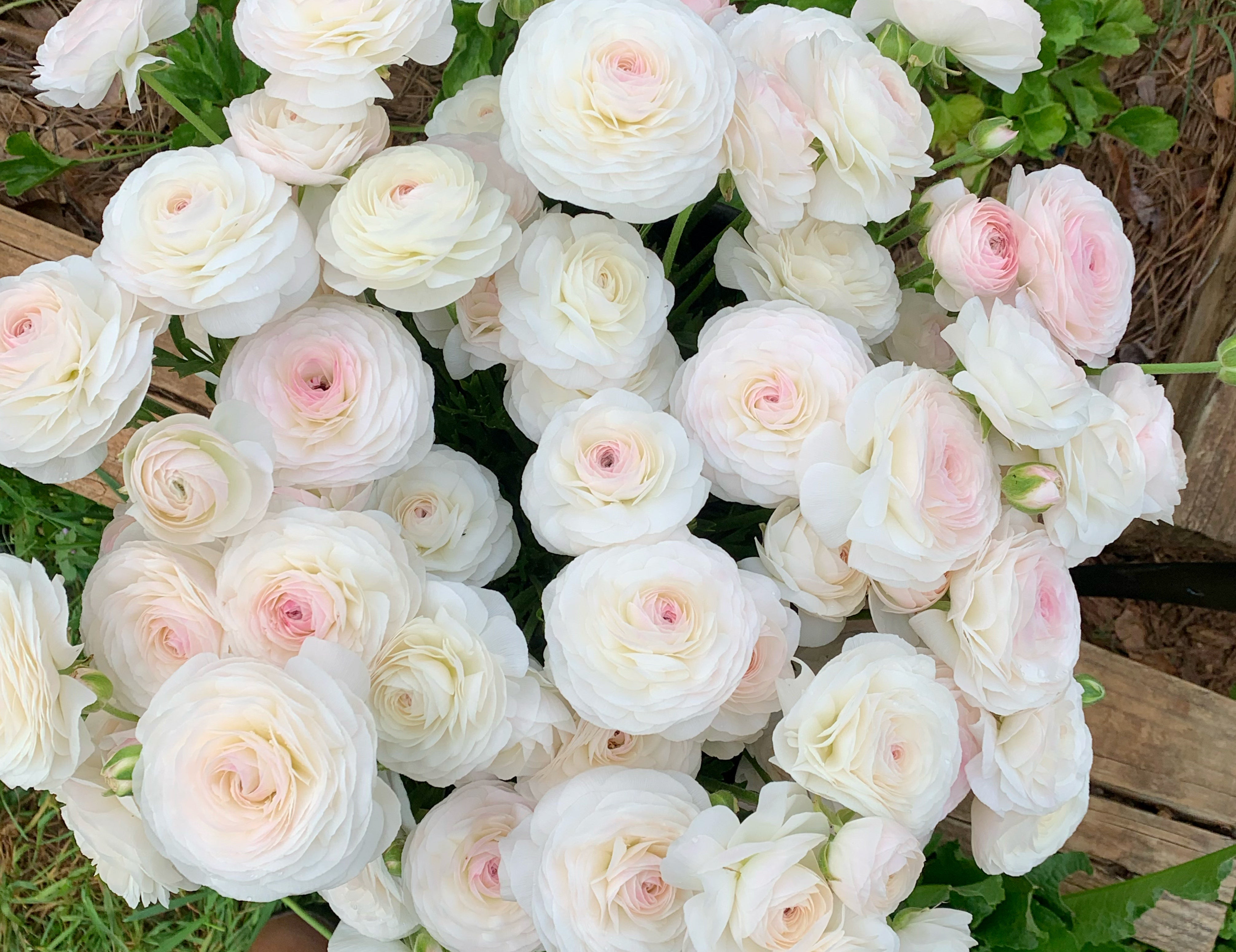 Romance Courchevel Ranunculus