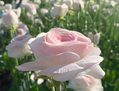 Romance Courchevel Ranunculus