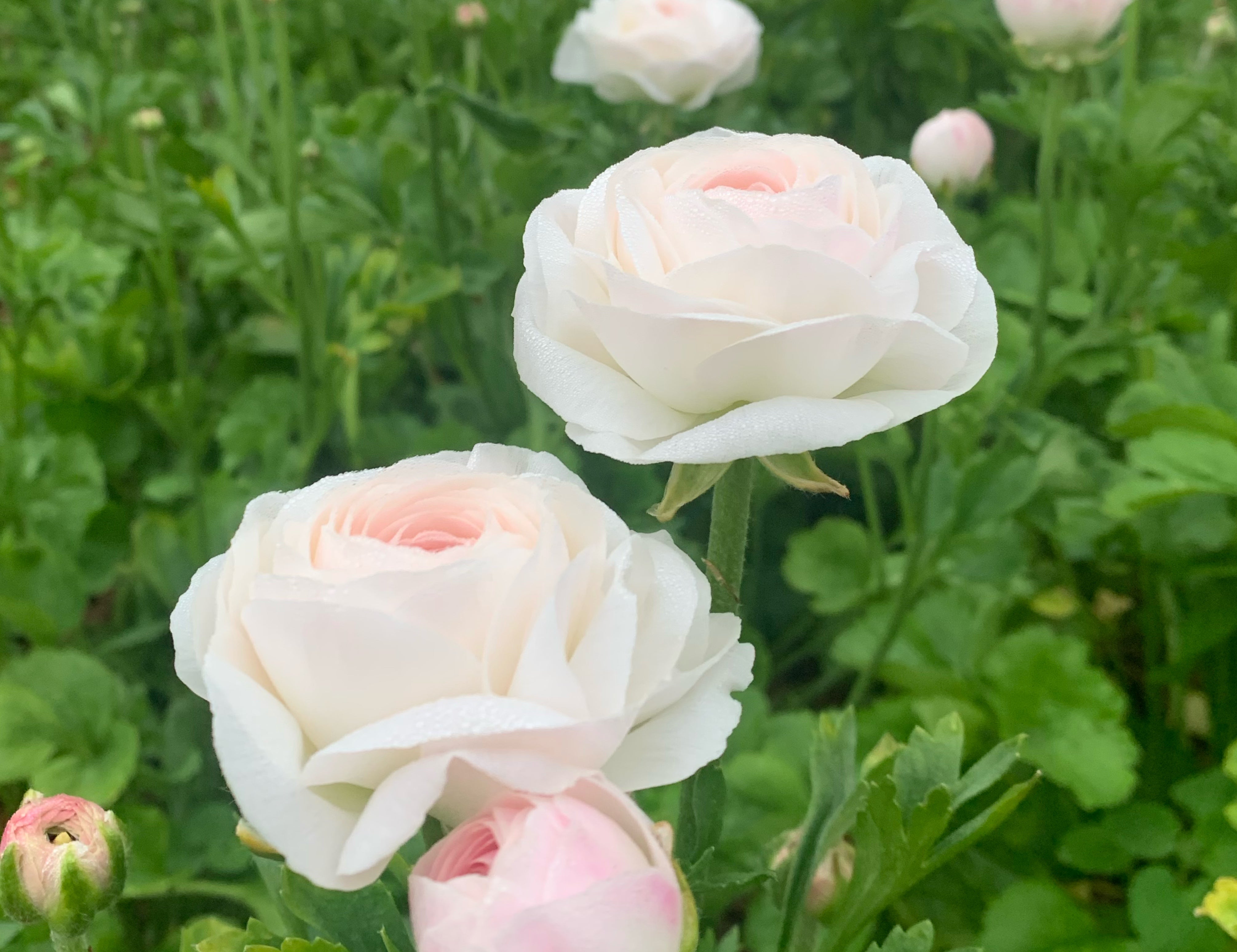 Romance Courchevel Ranunculus