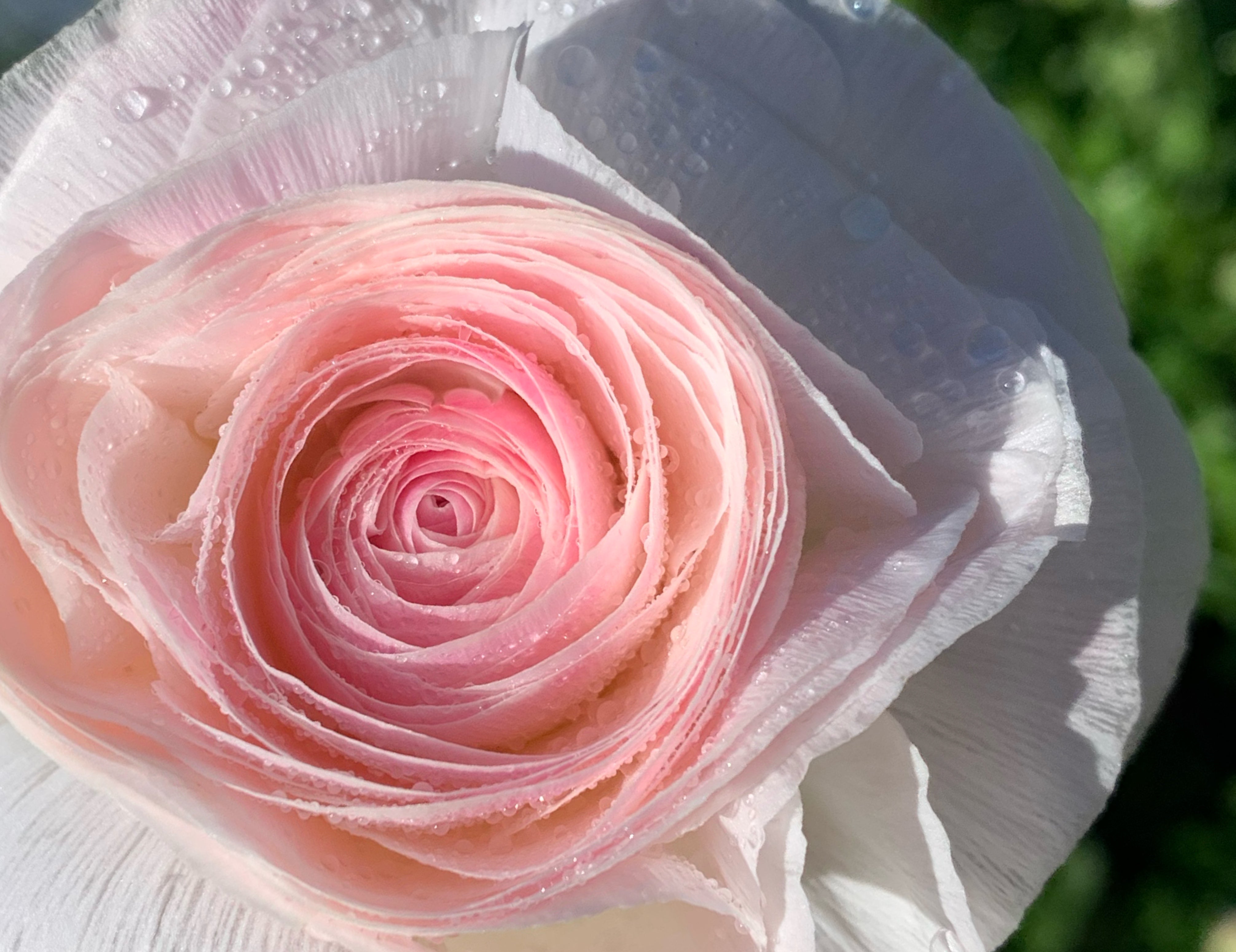 Romance Courchevel Ranunculus