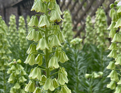 Ivory Bells Fritillaria