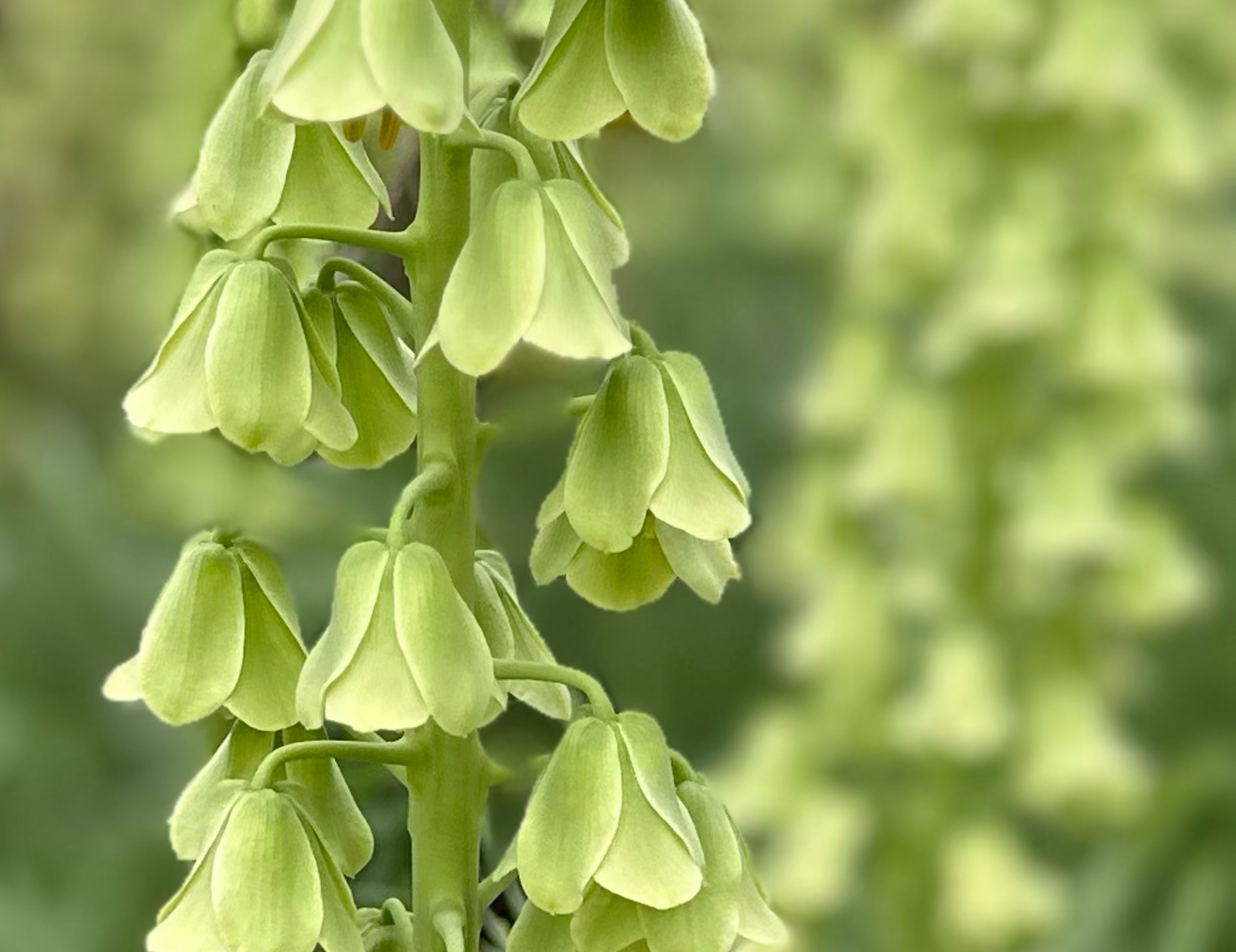 Ivory Bells Fritillaria