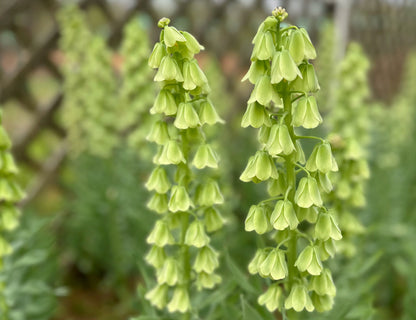 Ivory Bells Fritillaria