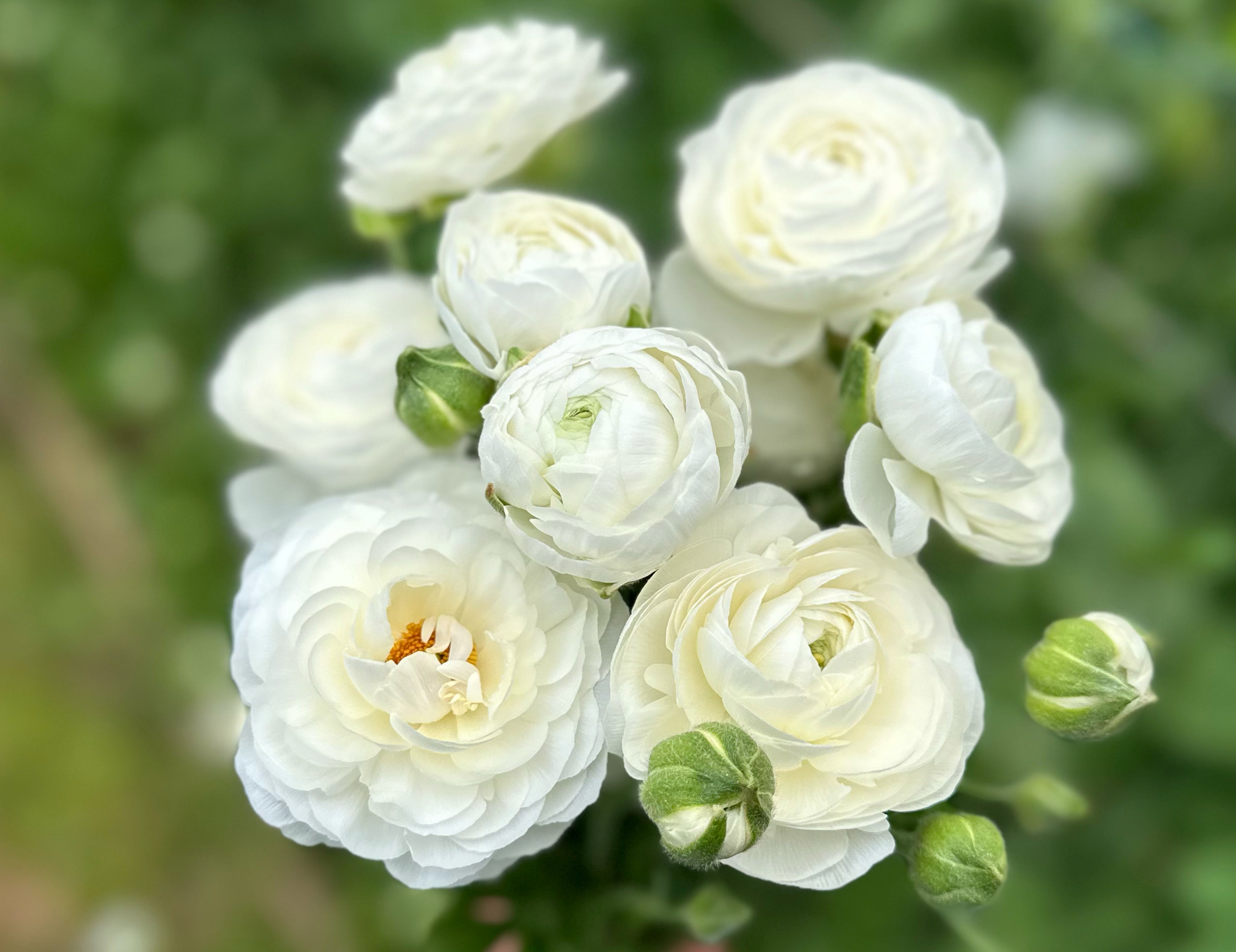 La Belle White Ranunculus