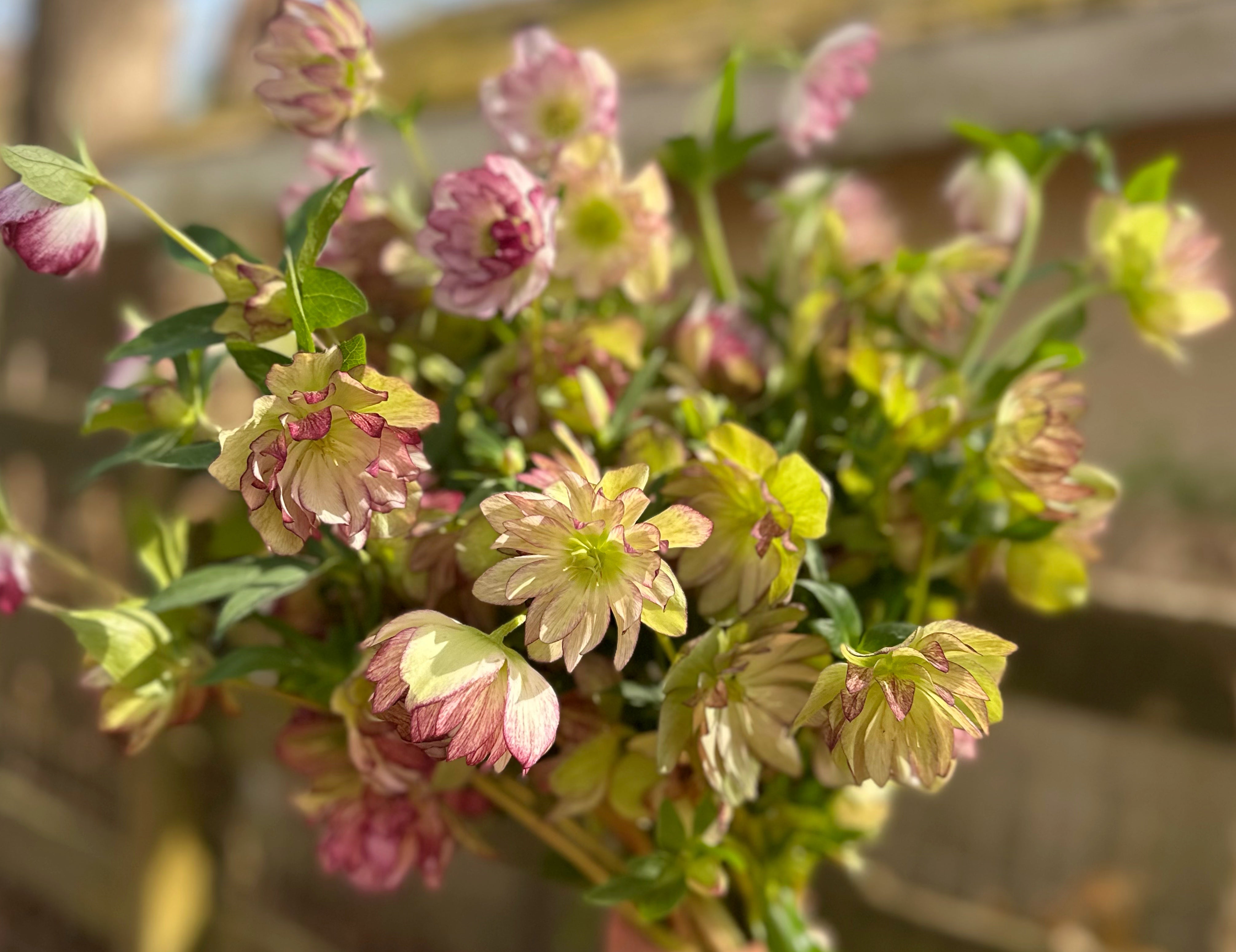 Fancy Burgundy & Chartreuse Hellebore