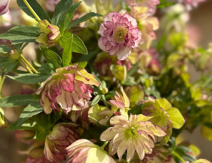 Fancy Burgundy & Chartreuse Hellebore