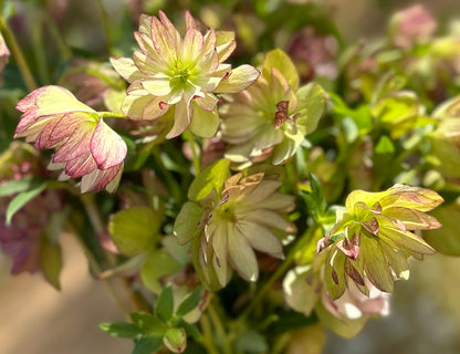 Fancy Burgundy & Chartreuse Hellebore