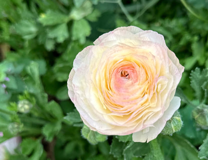 Elegance Bianco Sfumato Ranunculus