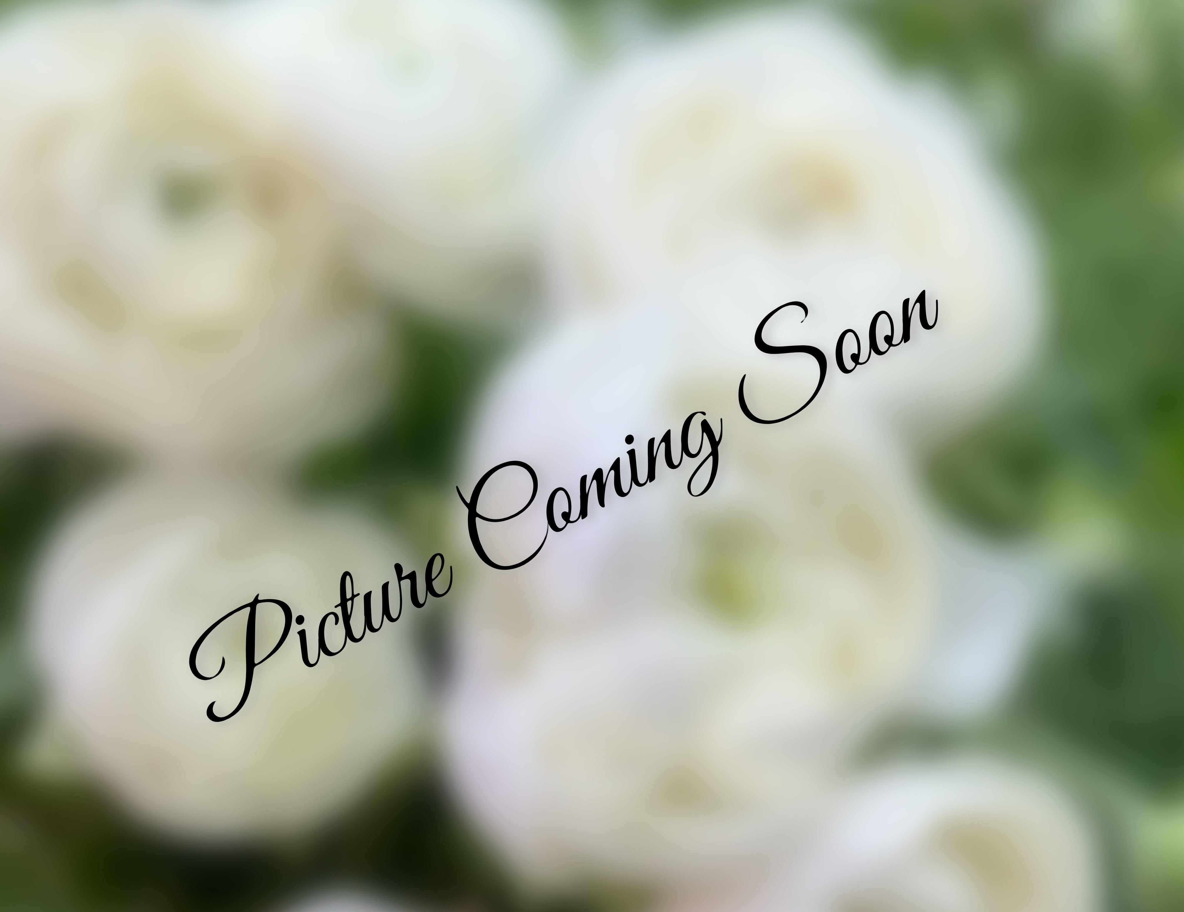 Half Clone Iceberg Ranunculus