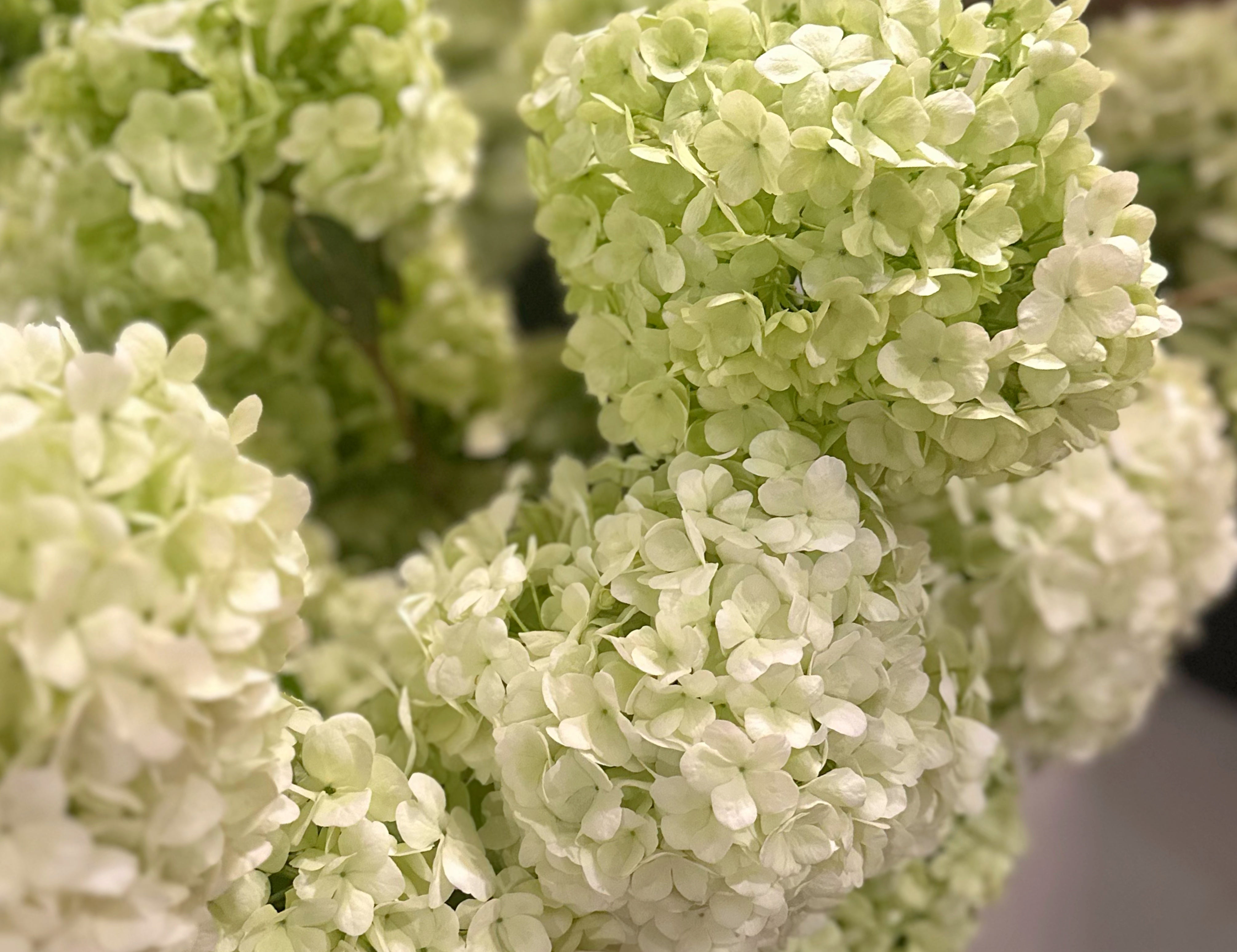 Green Viburnum Branches