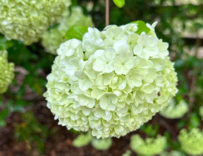 Green Viburnum Branches