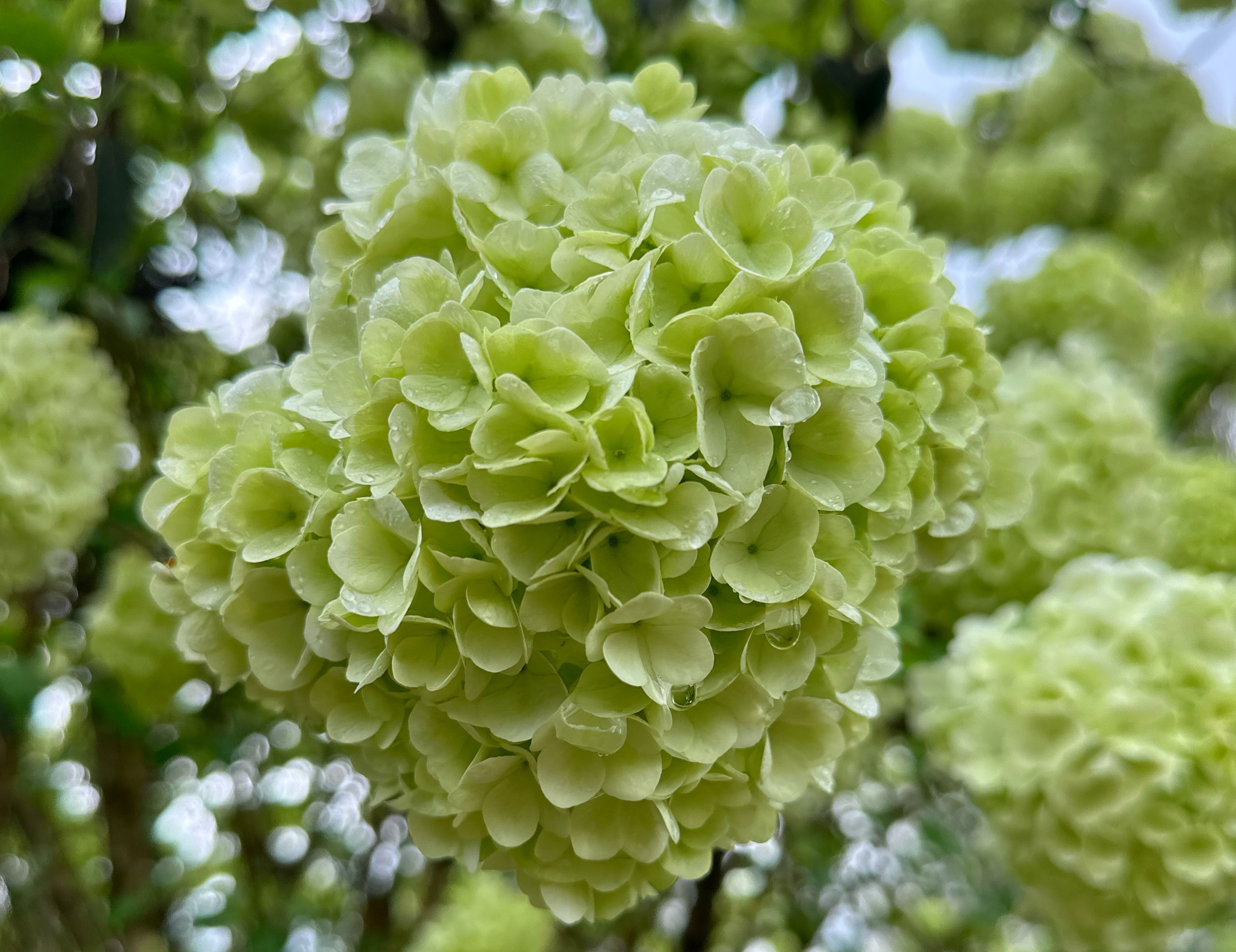 Green Viburnum Branches
