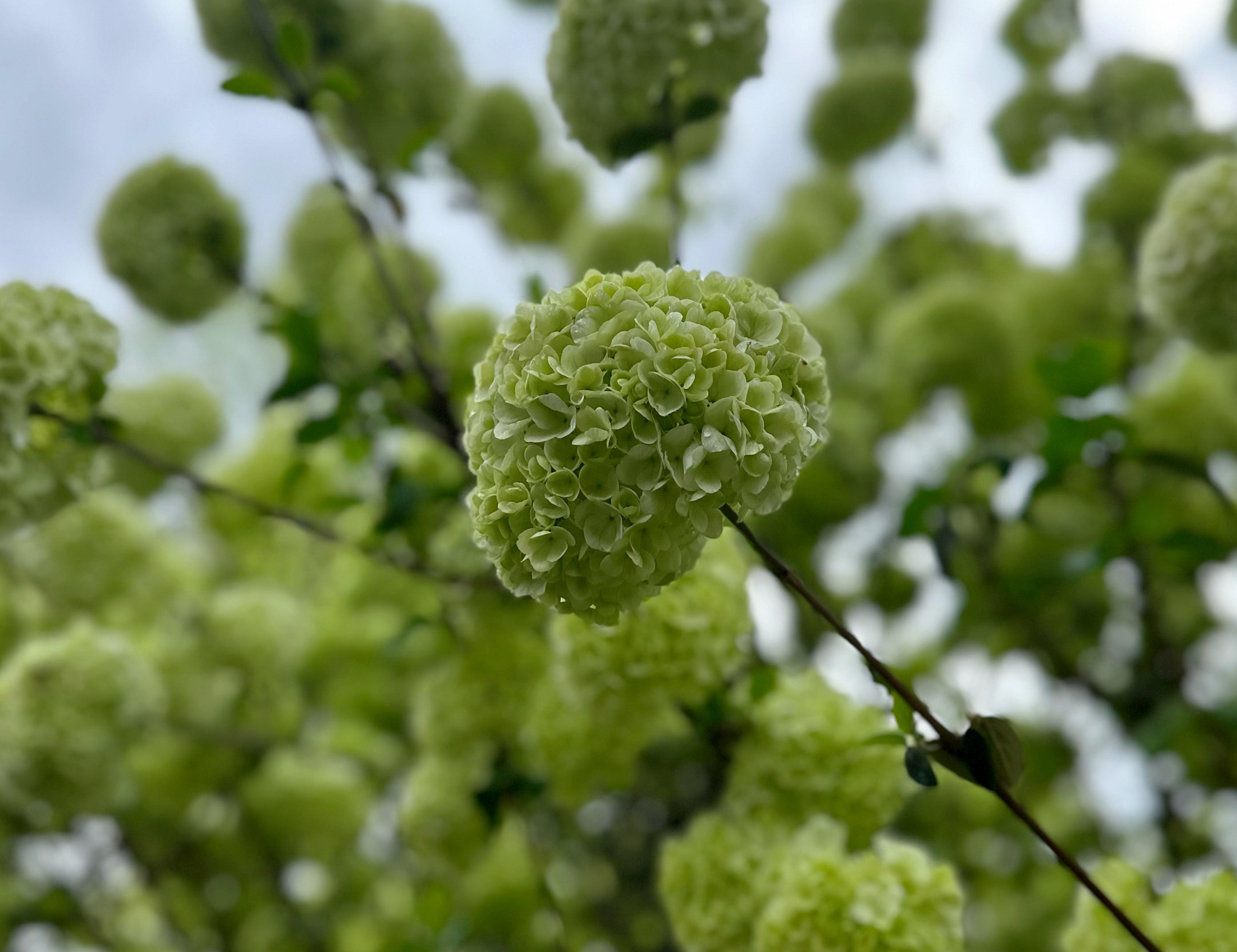 Green Viburnum Branches