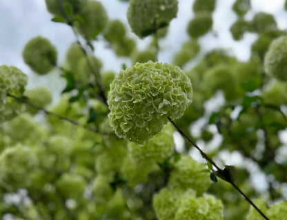 Green Viburnum Branches