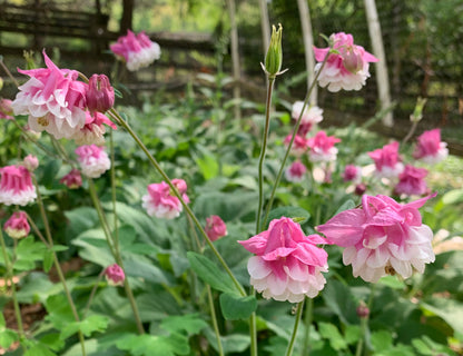 Pink Petticoat Columbine