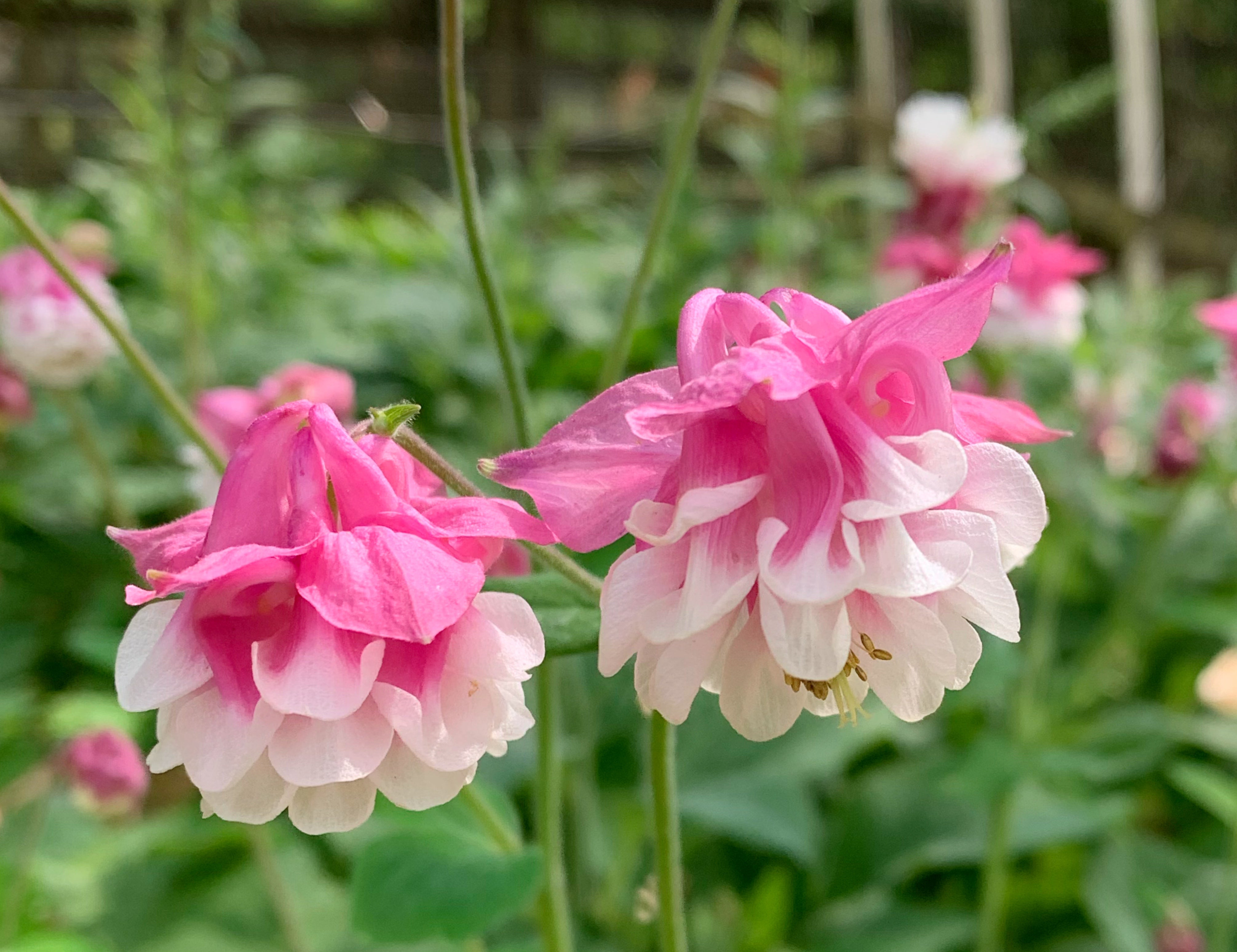 Pink Petticoat Columbine