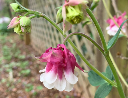 Pink Petticoat Columbine