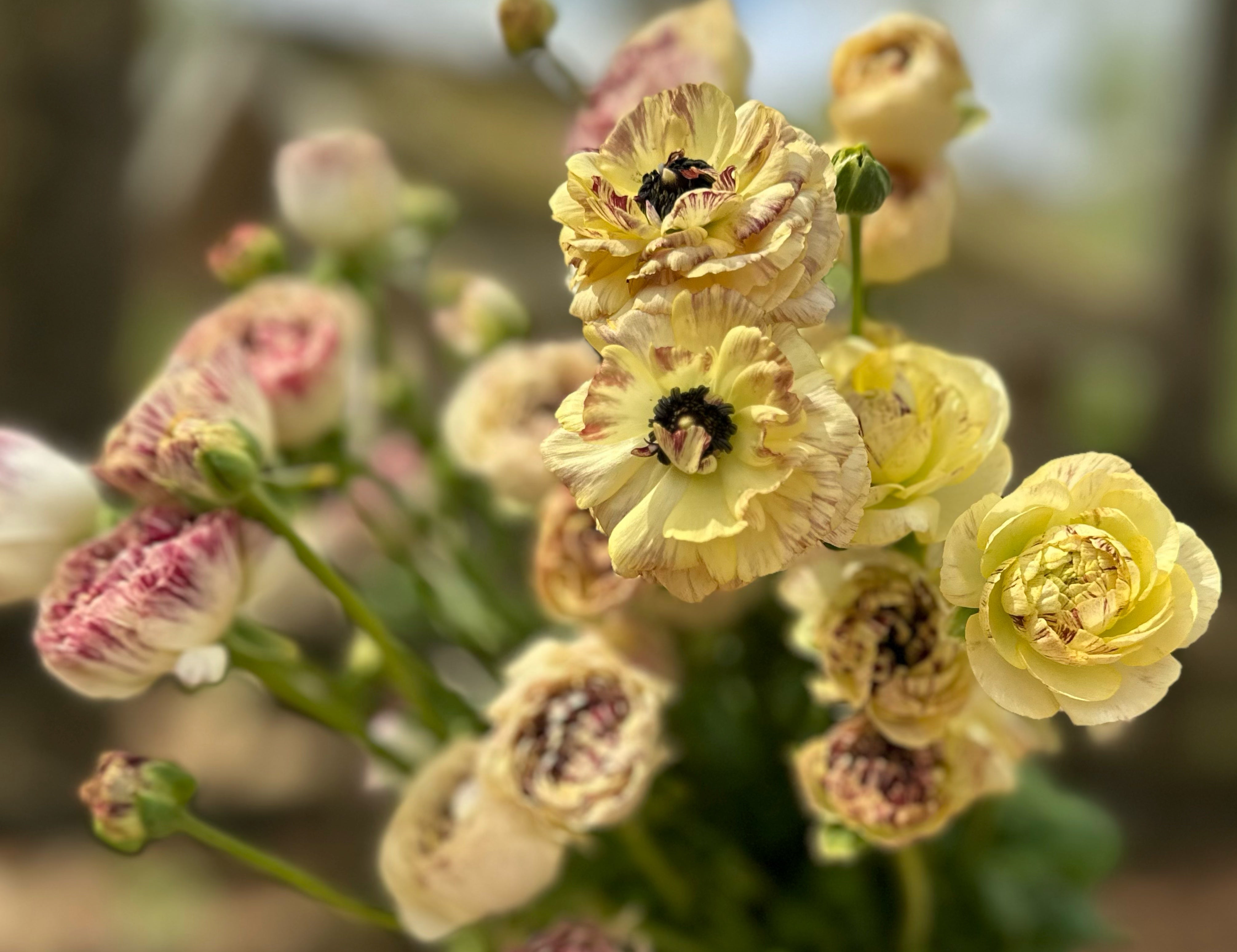 Romance Galthie Ranunculus