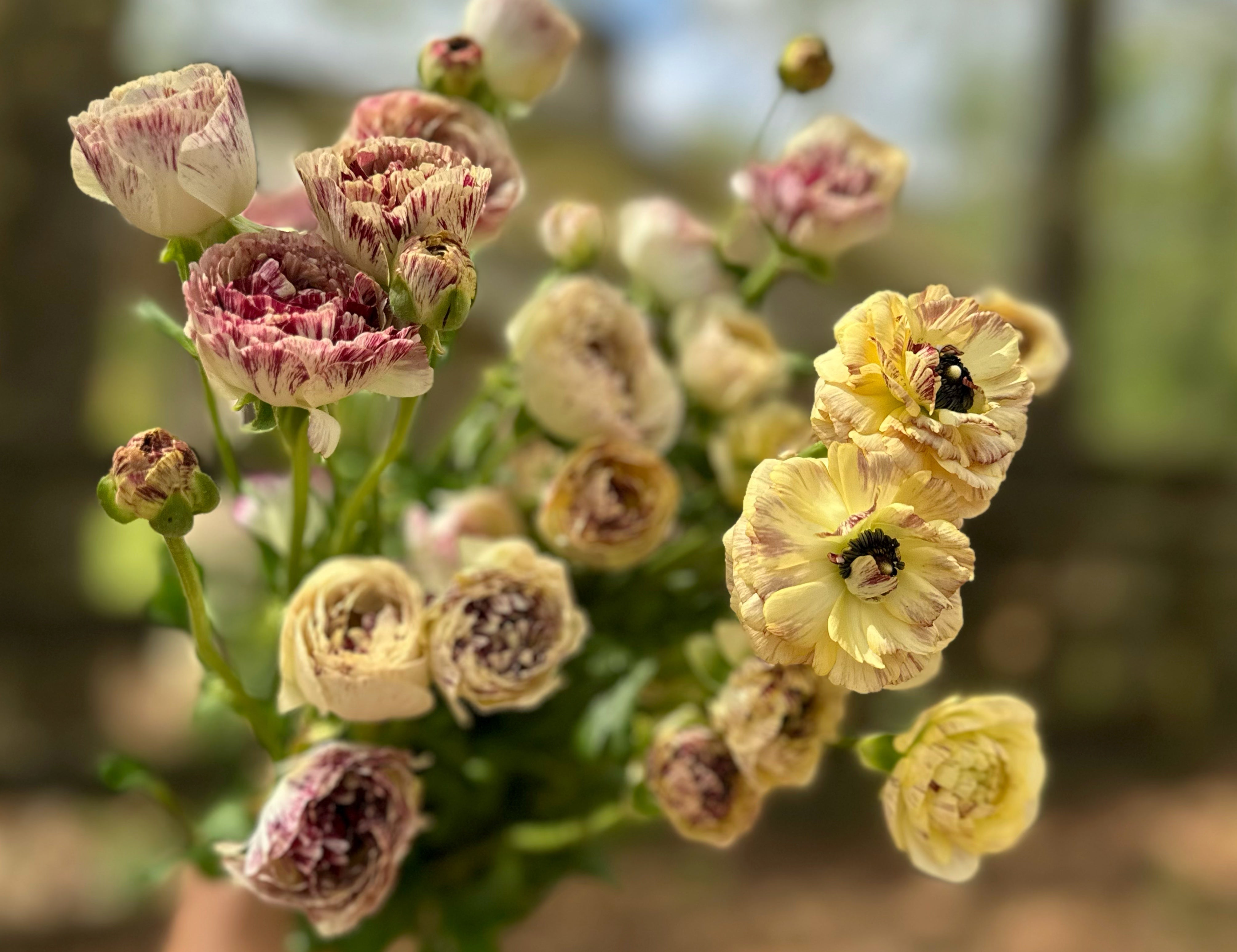 Romance Galthie Ranunculus