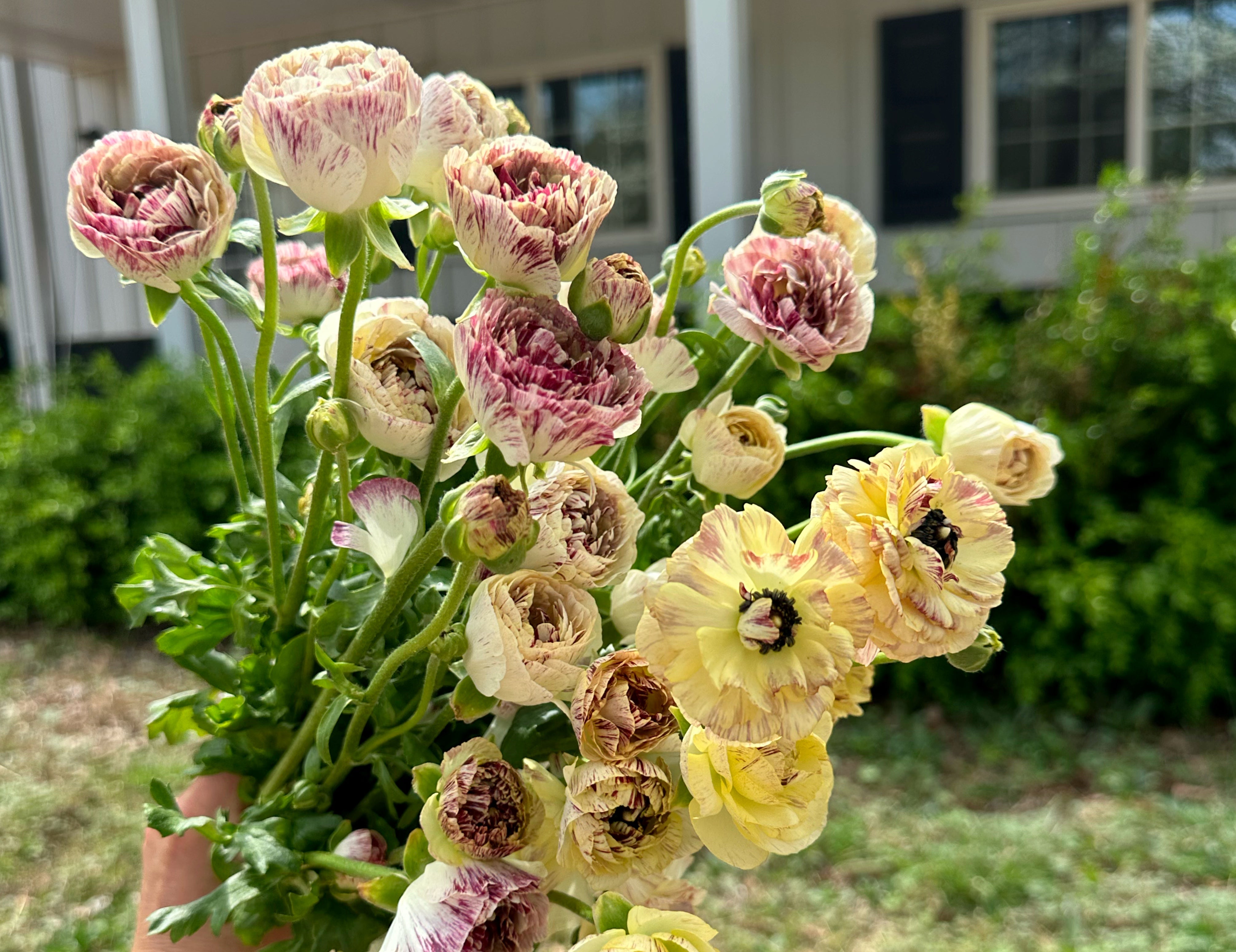 Romance Galthie Ranunculus