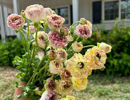 Romance Galthie Ranunculus
