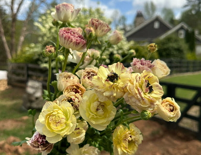 Romance Galthie Ranunculus