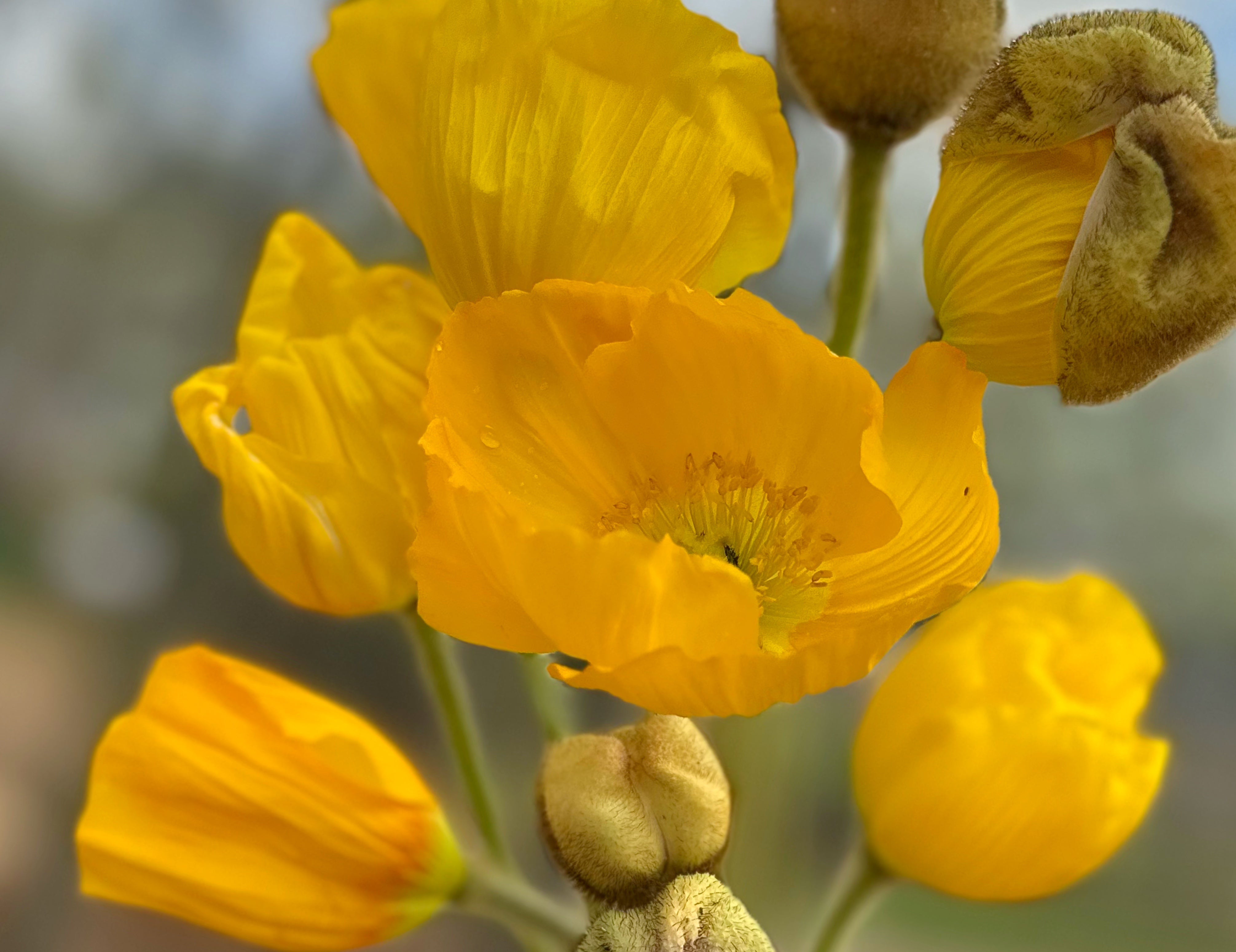 Yellow Hummingbird Poppies