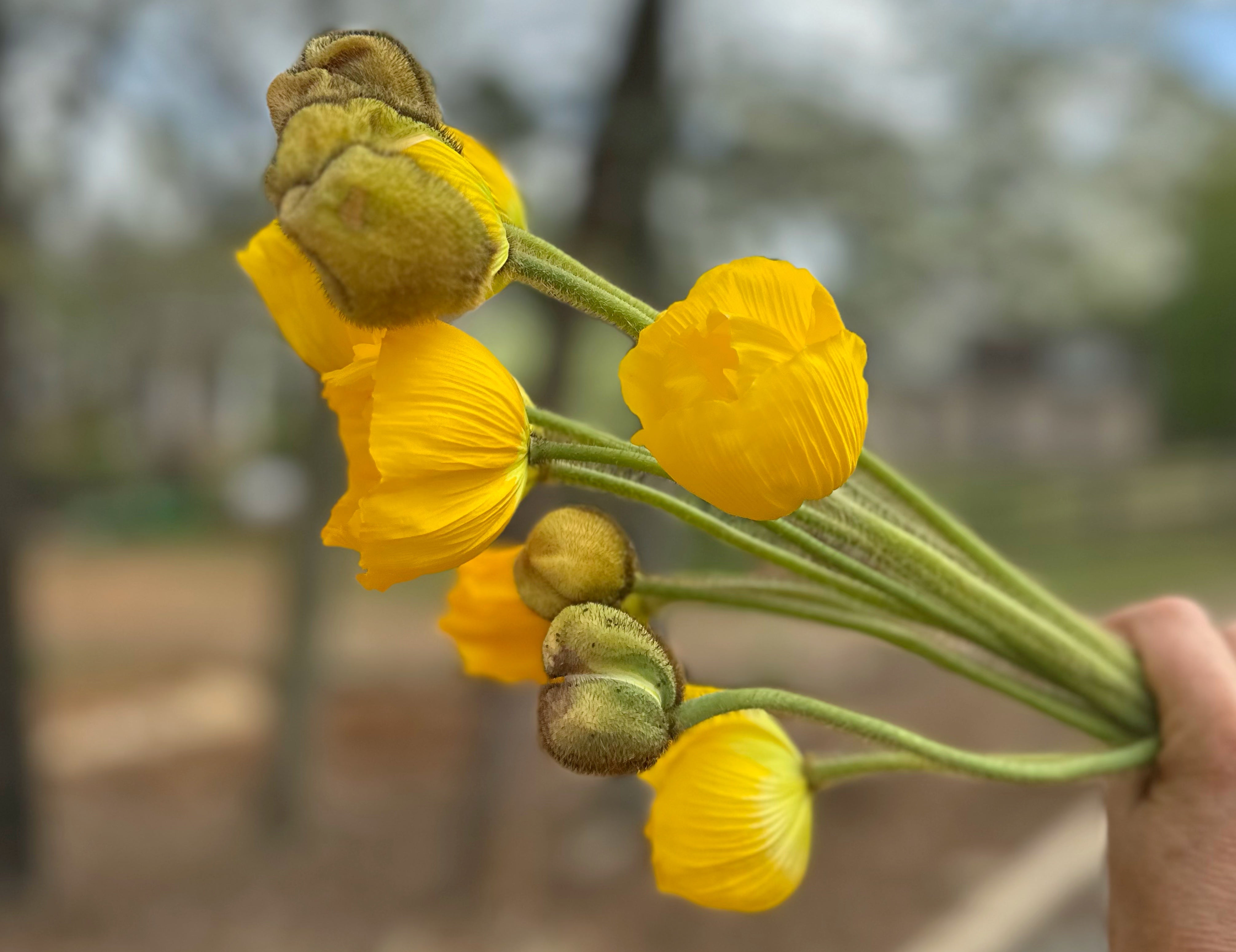 Yellow Hummingbird Poppies