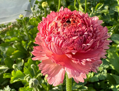 Romance Poodle Ramila Ranunculus